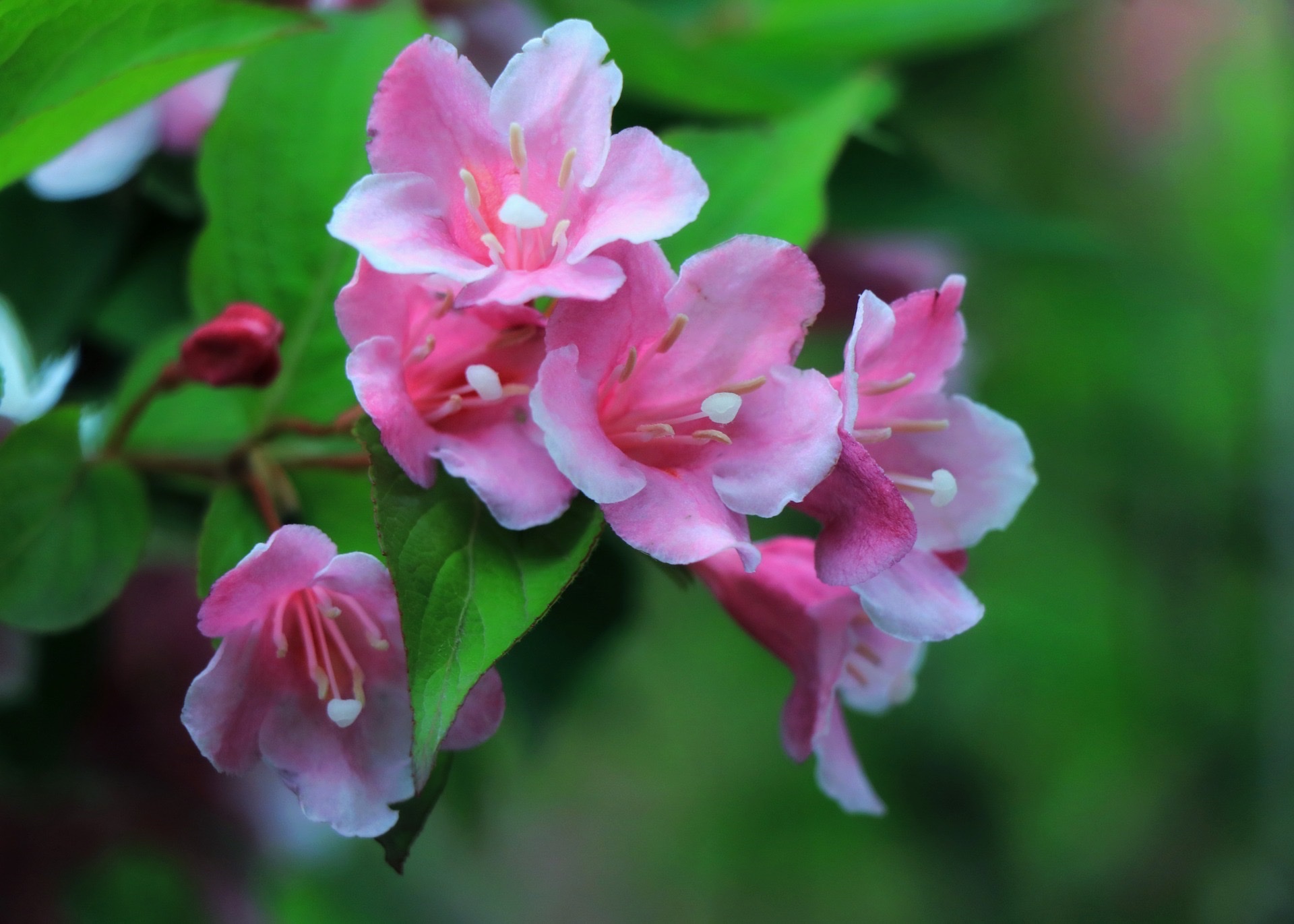 锦带花花开绚烂多姿,花朵繁而美艳,有惊人之美,代表着绚烂和美丽
