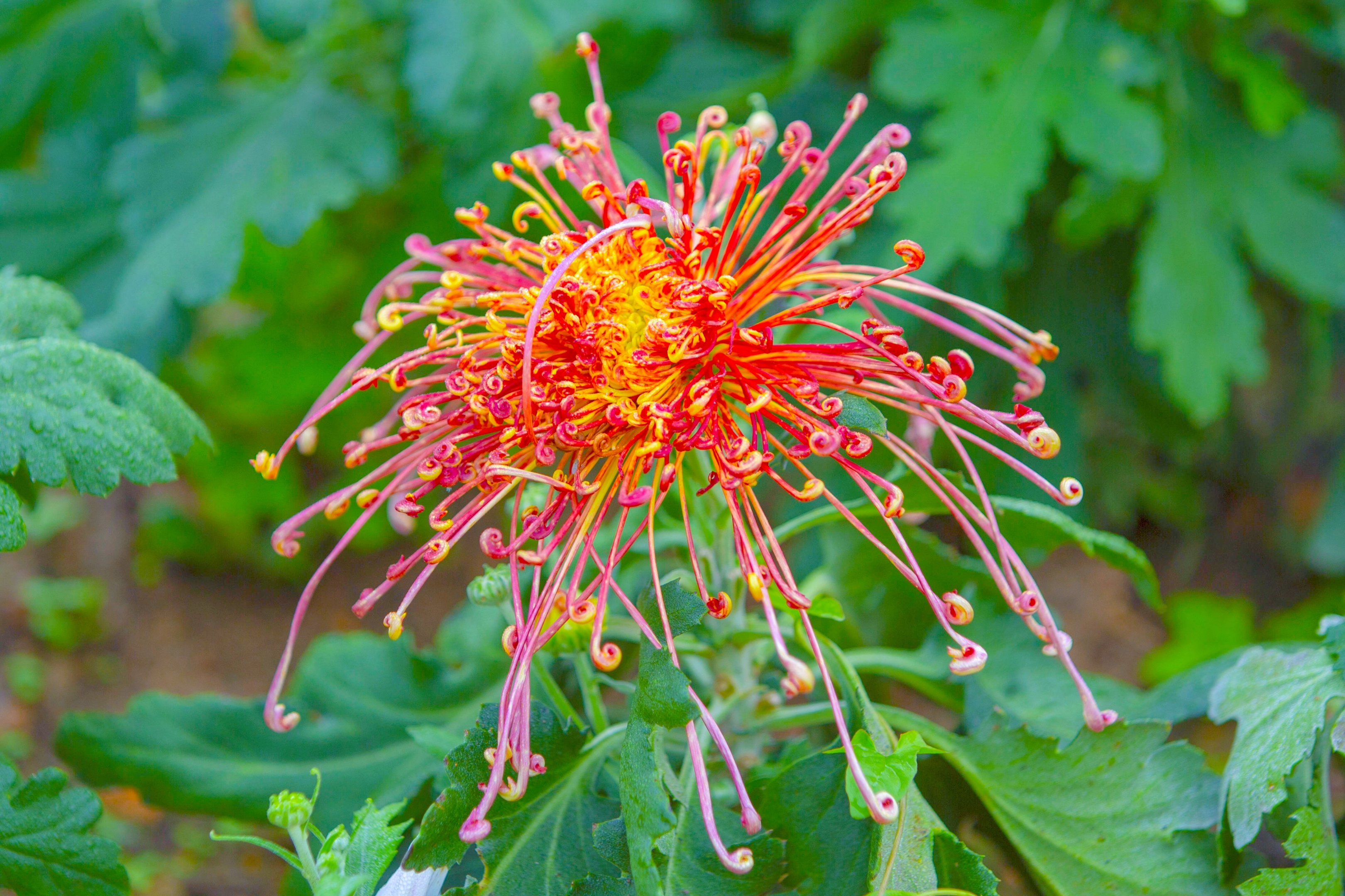 【首发】咏菊花八赋(六)