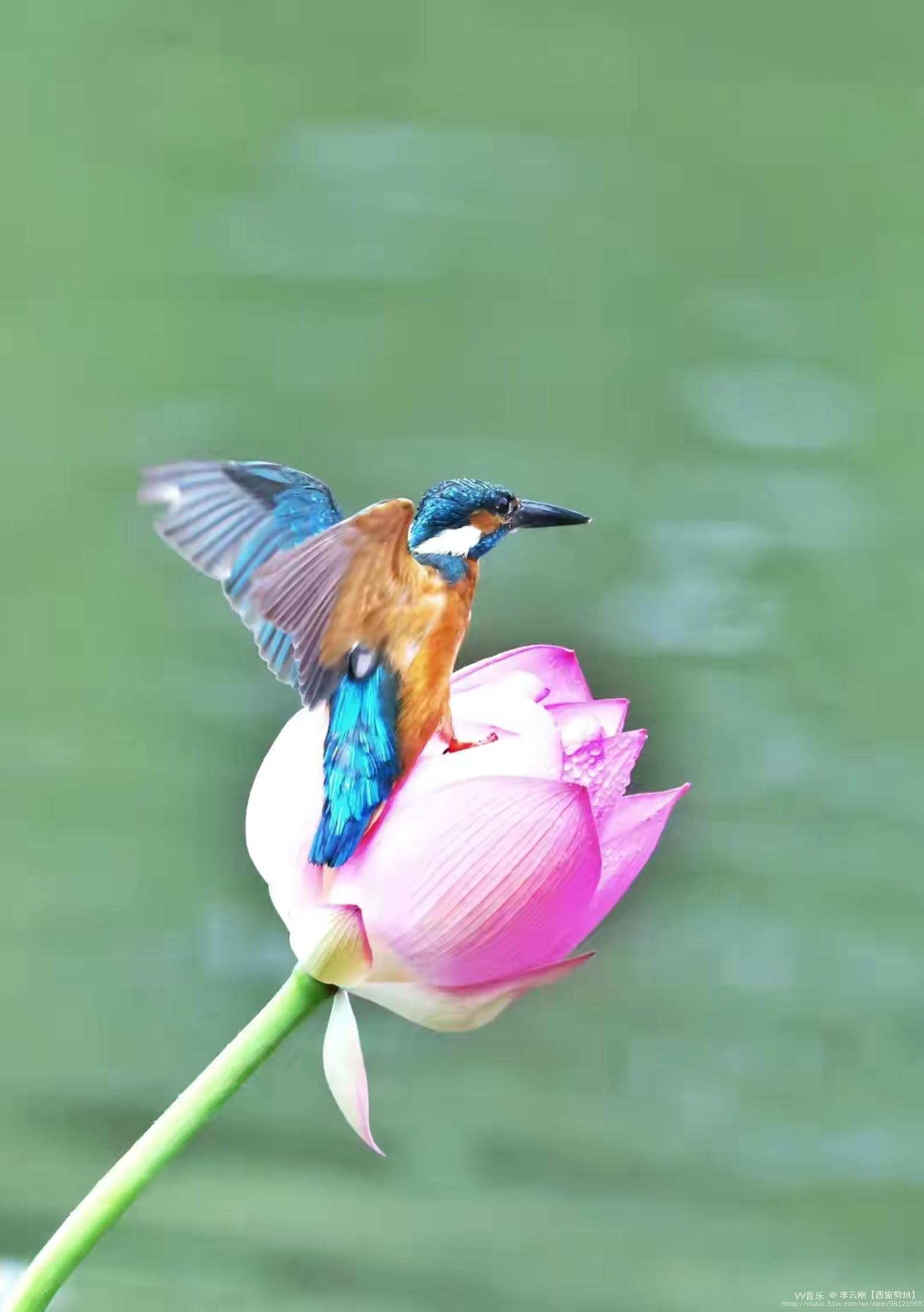 荷花小鸟图片图片