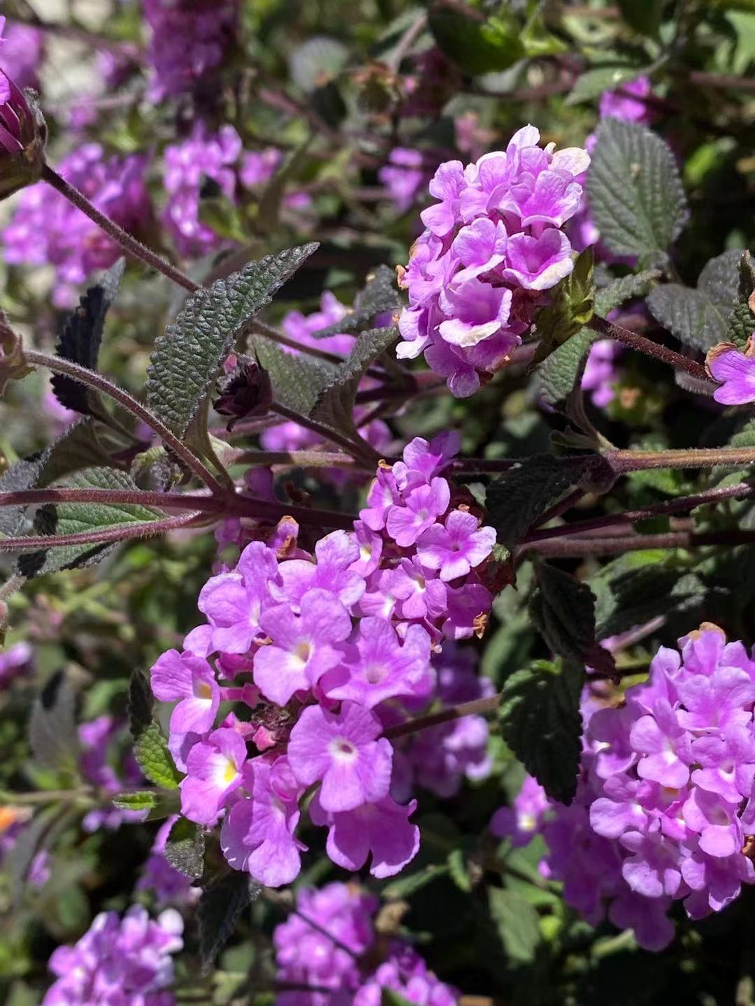 【原创首发】蔓马缨丹