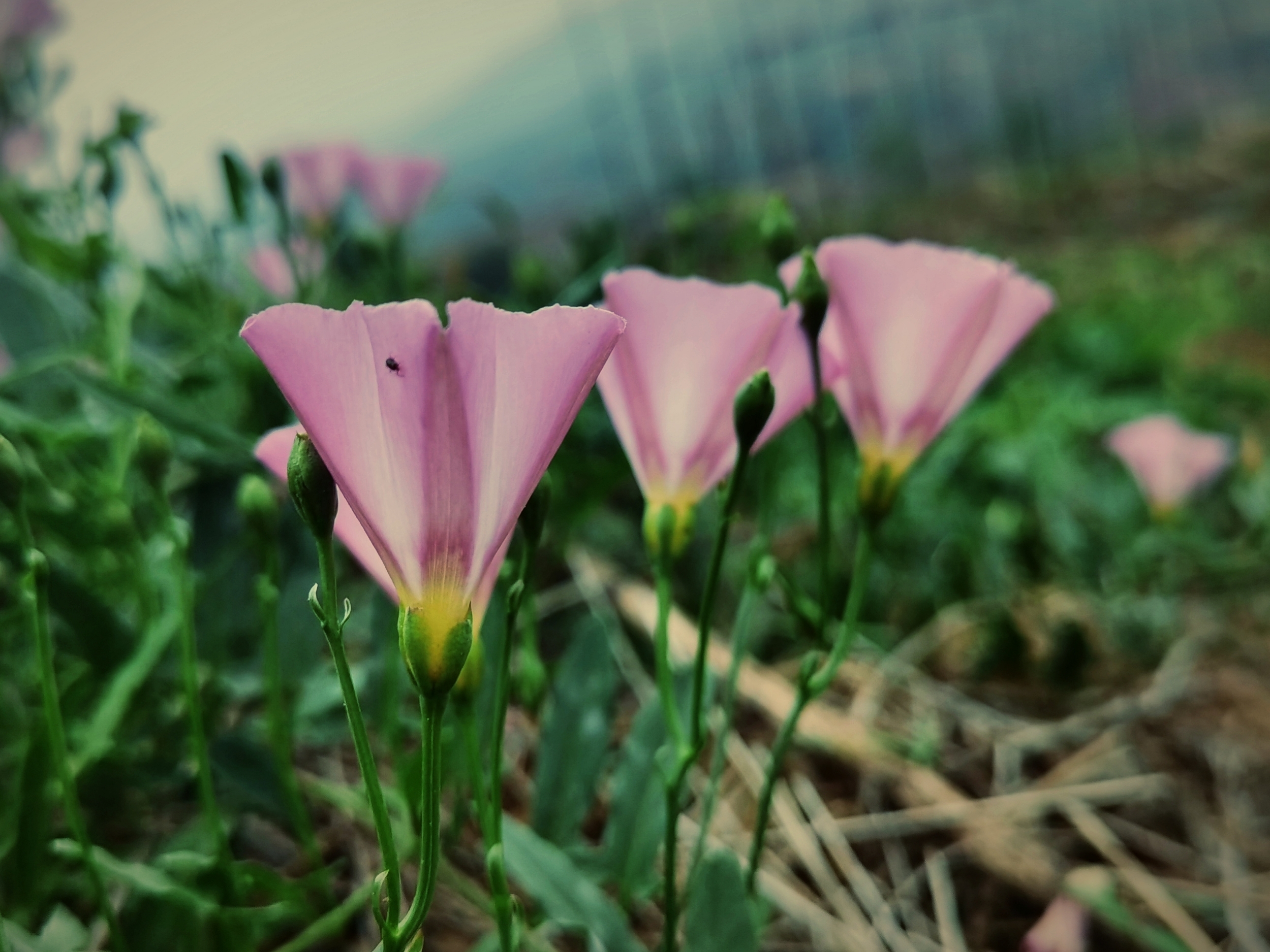 田旋花『首发』