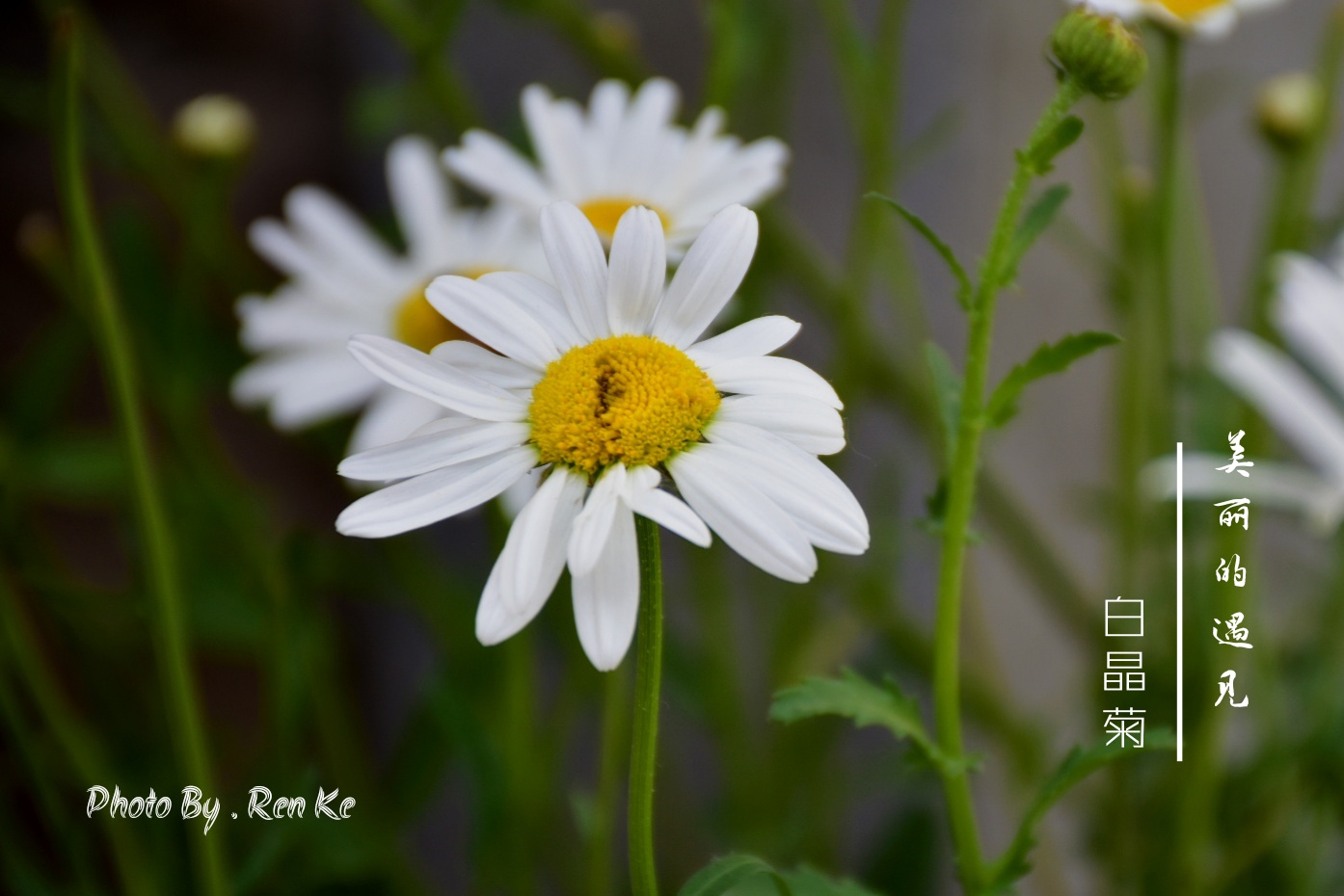 【首发】白晶菊