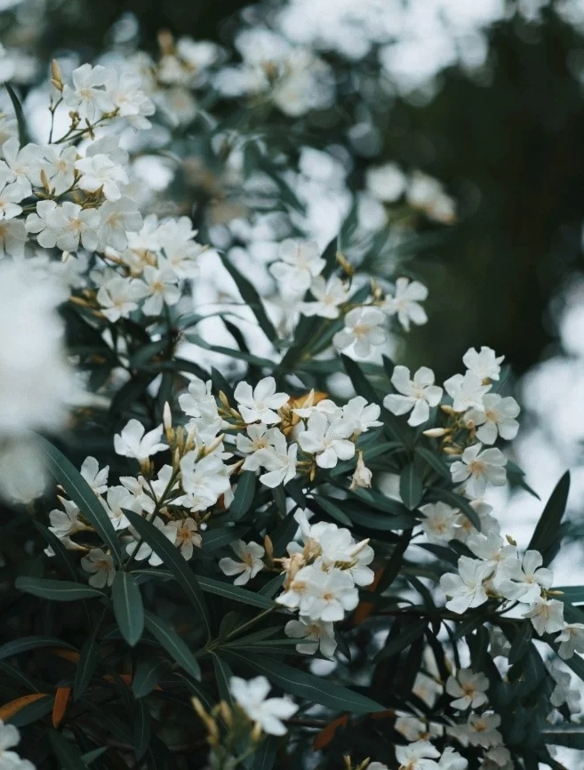 (首发)花开茶靡—夹竹桃