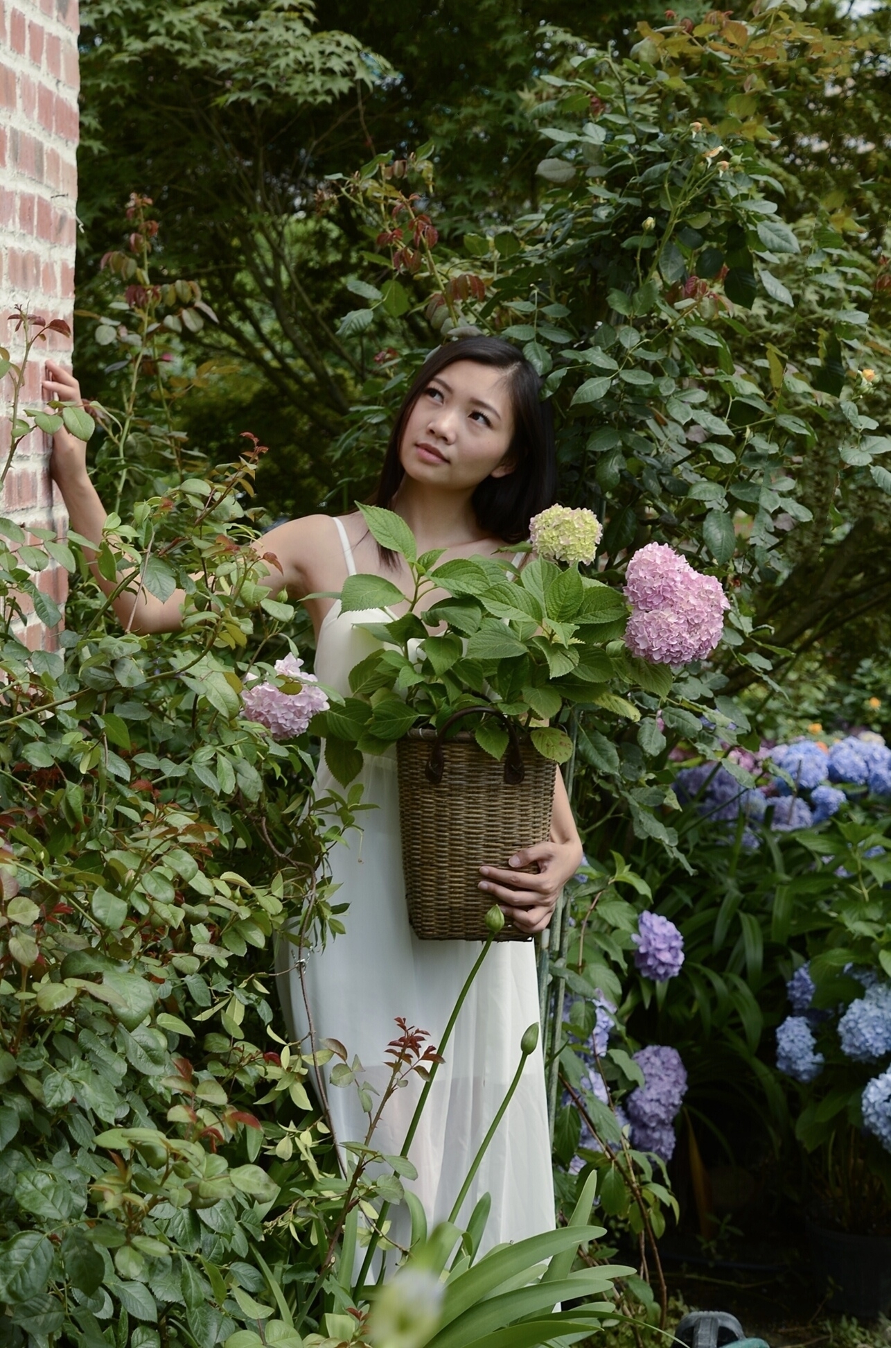 绣球花与美少女