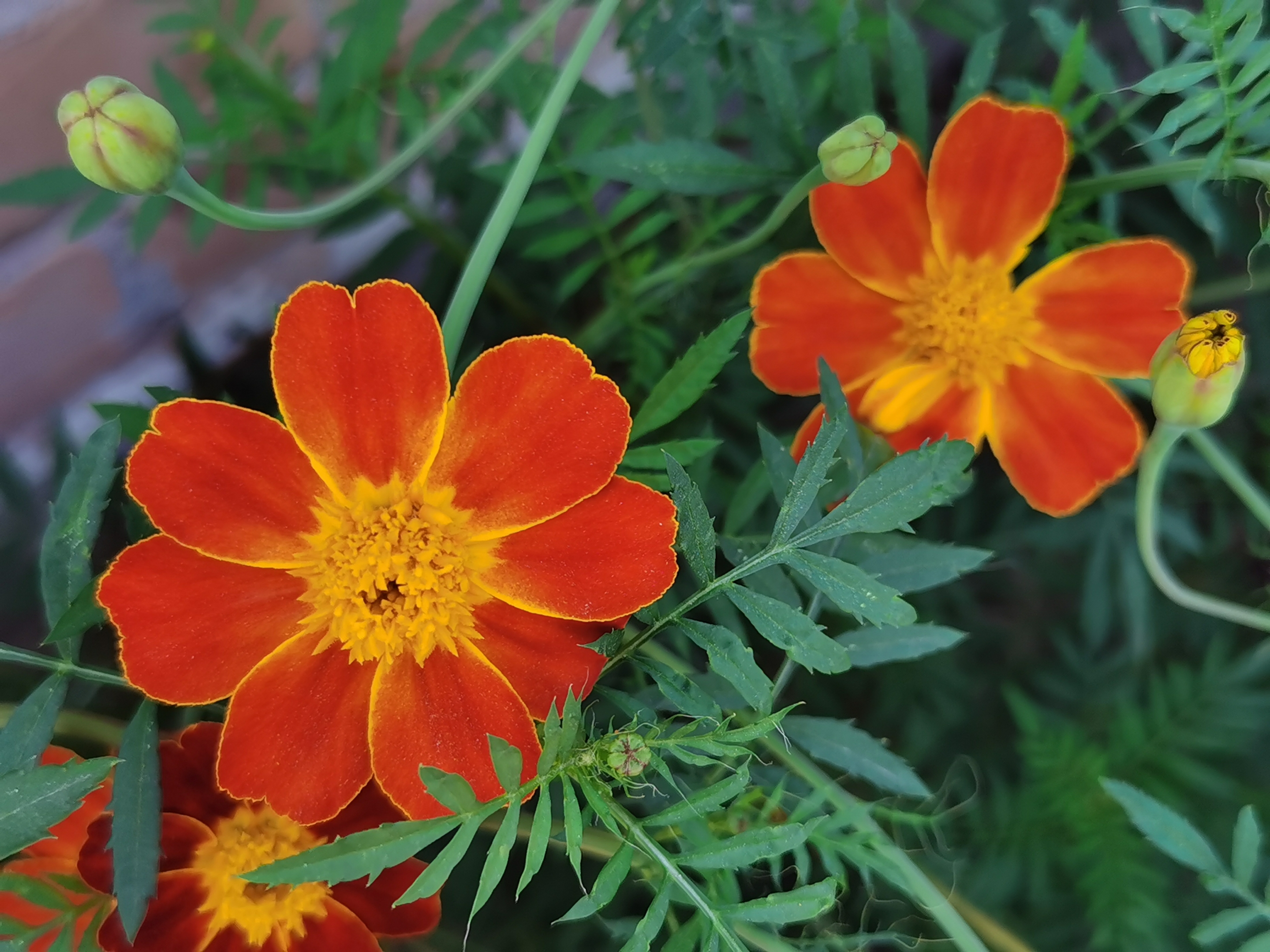 孔雀草(二)(首发)