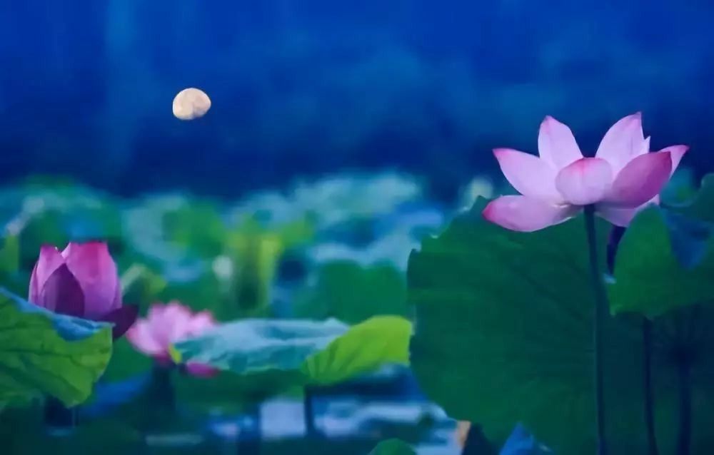 月夜荷塘美【首发】