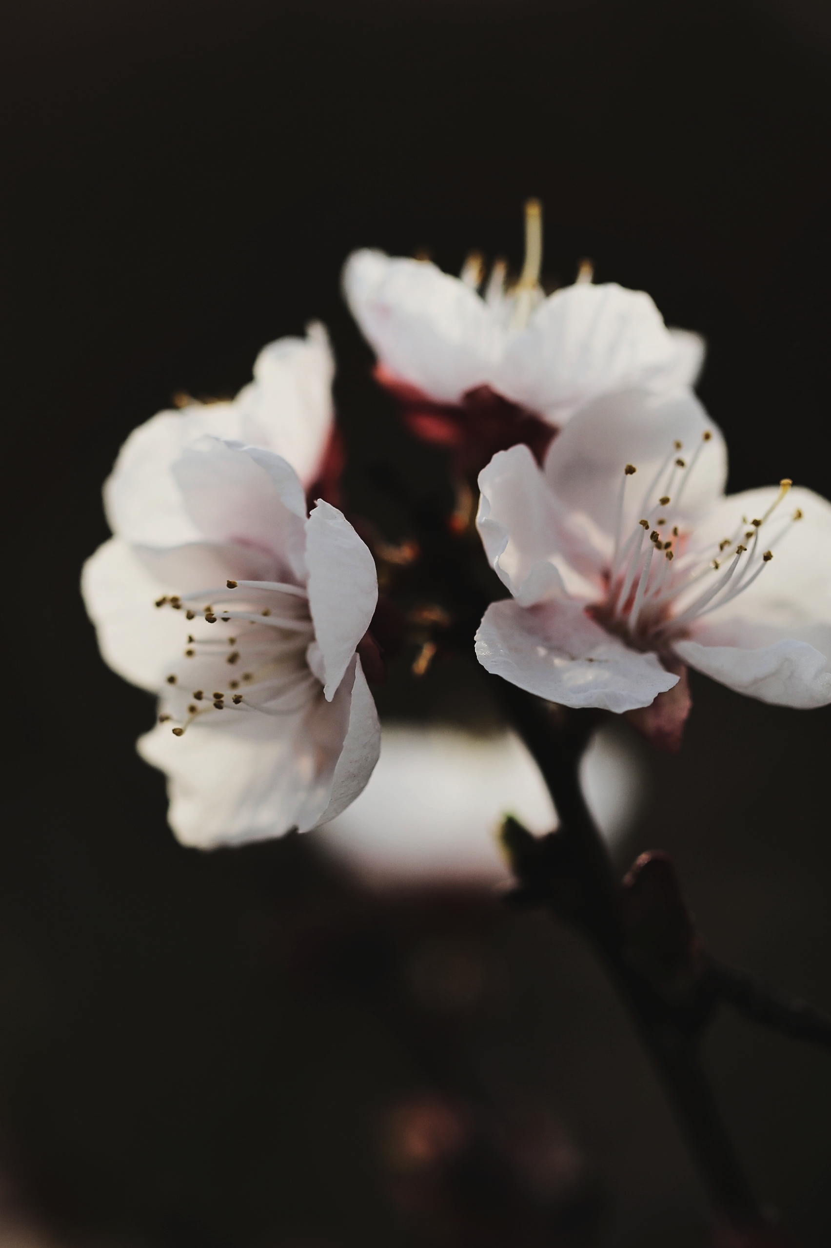 杏花树图片大全 花蕊图片