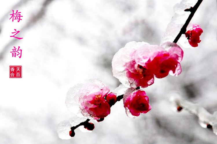 原创梅花香自苦寒来