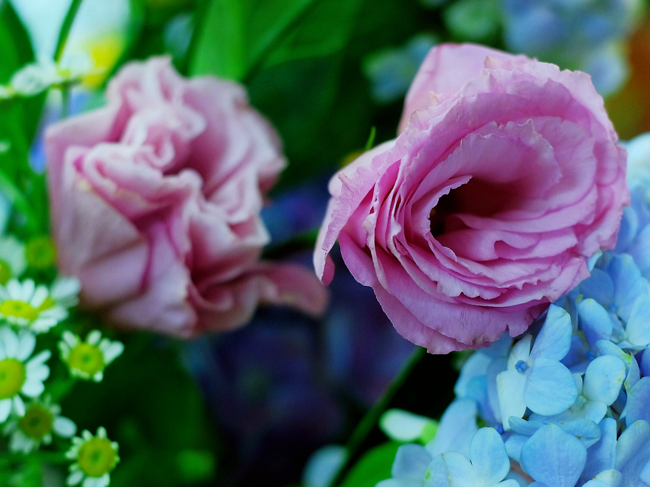 爱之花*玫瑰之约