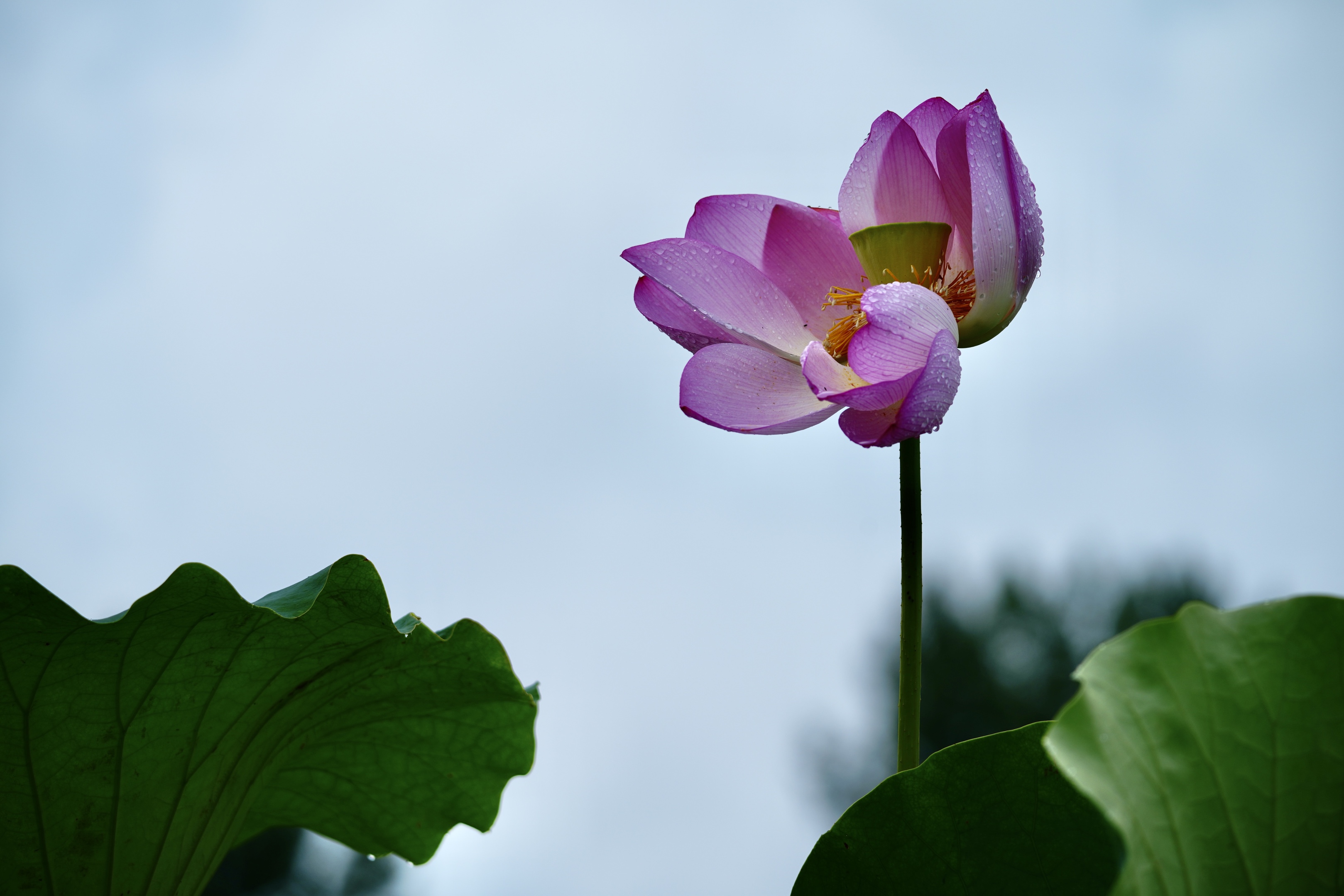 烟雨中她似仙子高洁而娴静,清雅又淡然…我喜欢荷,喜欢她的淡淡清香