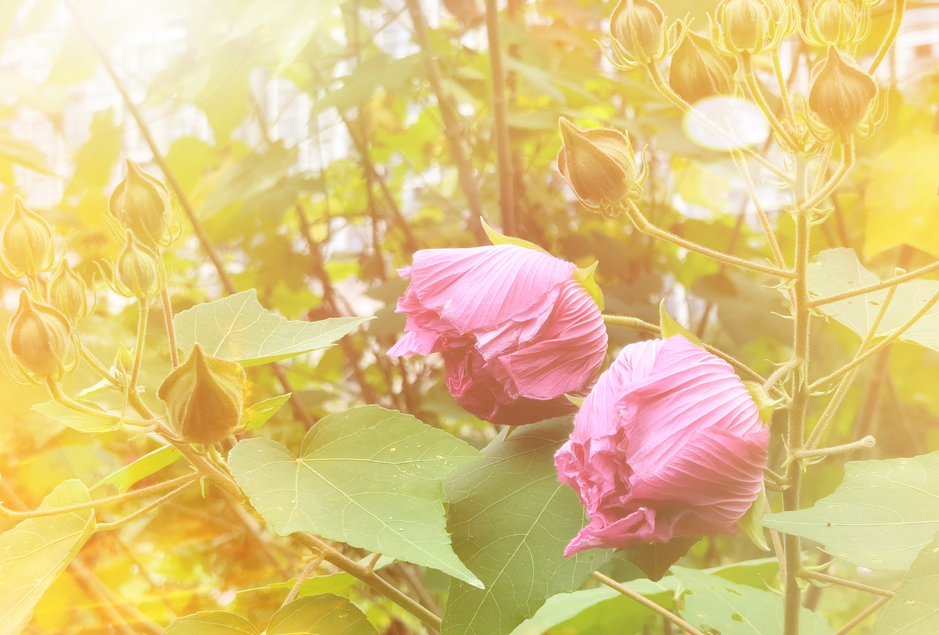 《芙蓉花开了》