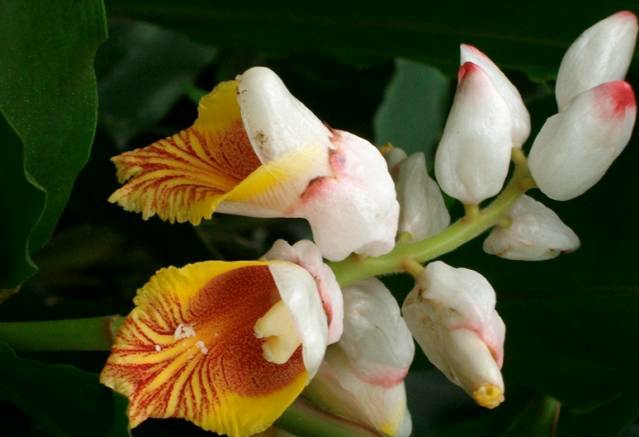 铁筷子昙花栀子夏堇使君子山丹丹香水草萱草鲁冰花勿忘我石斛曼陀罗蒜