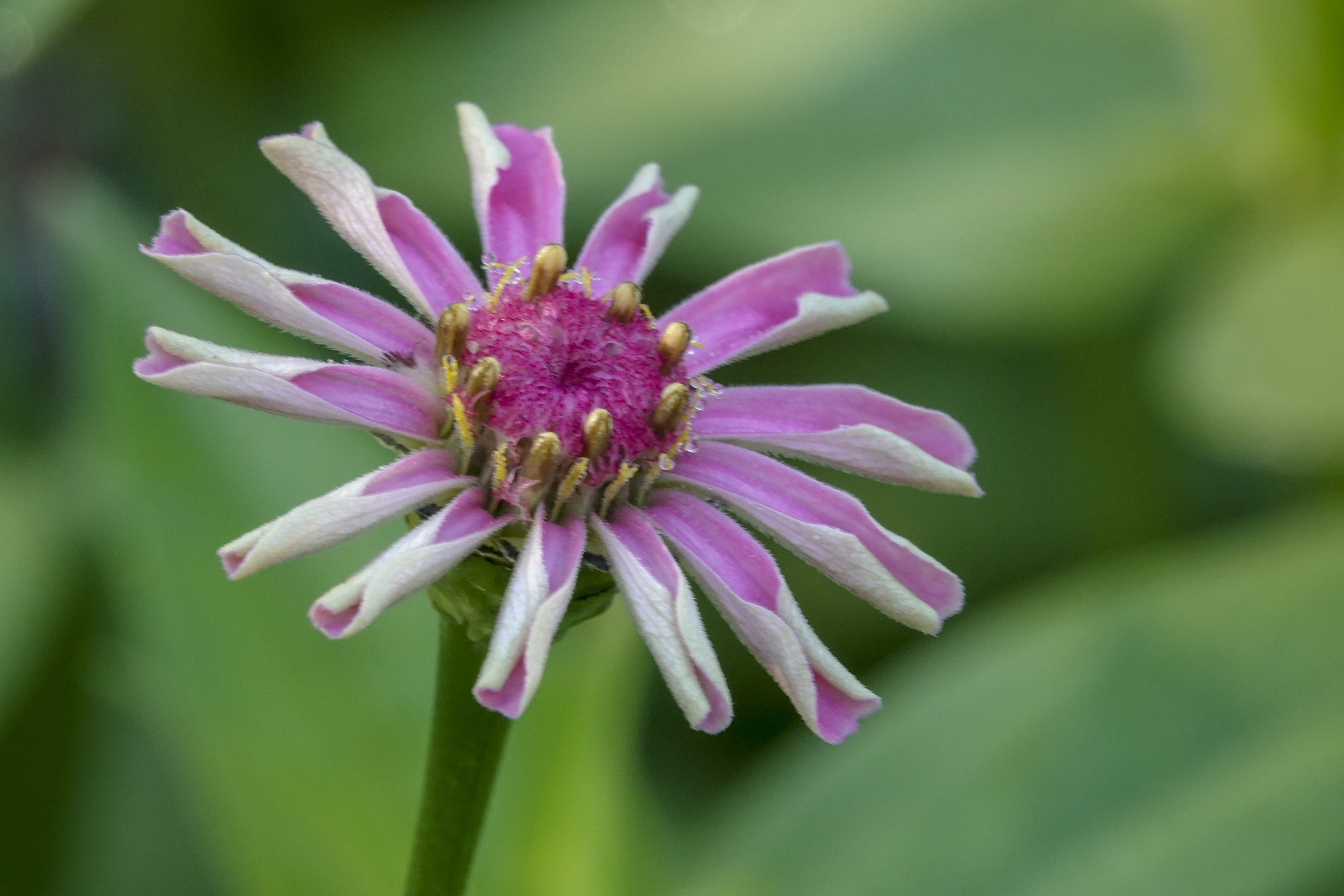 头状花序单生枝端,总苞宽钟状;总苞片多层,宽卵形或卵状椭圆形.