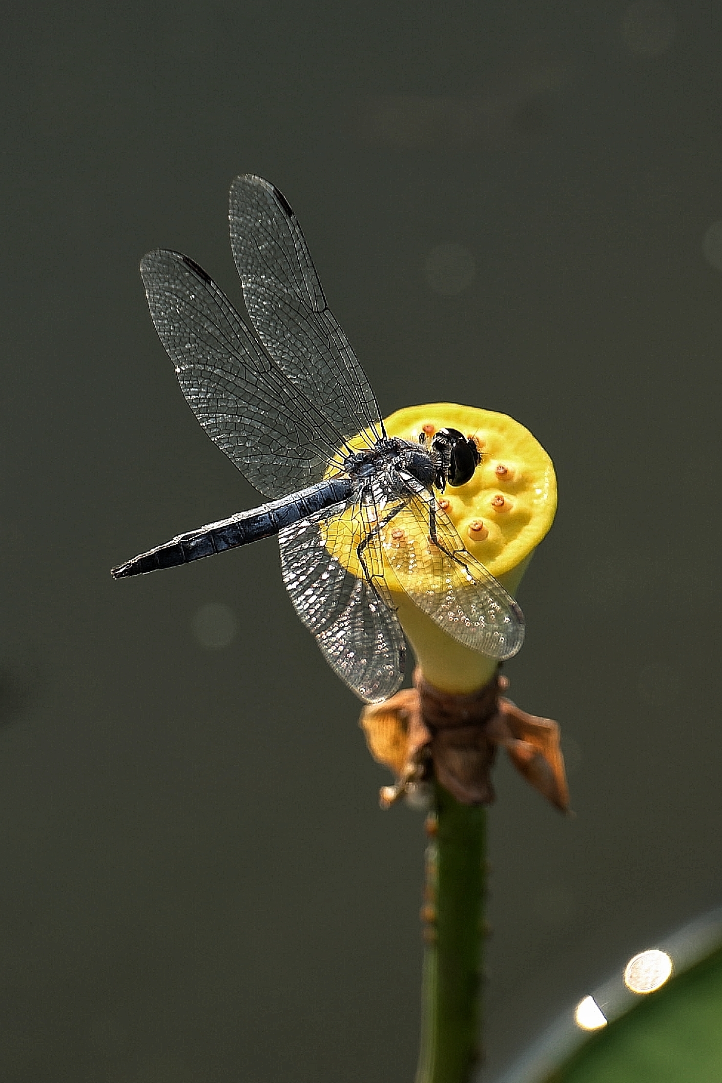 莲蓬上的蜻蜓《首发》