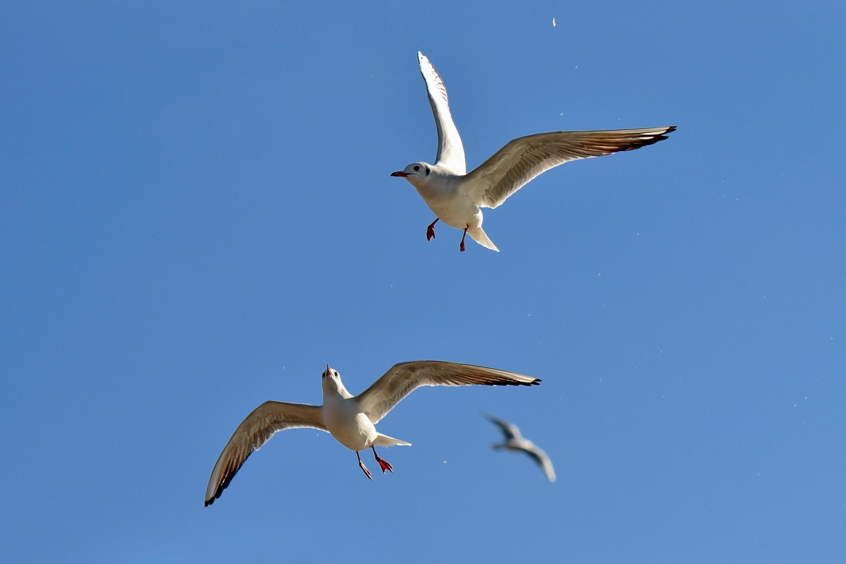 展翅飞翔的红嘴鸥