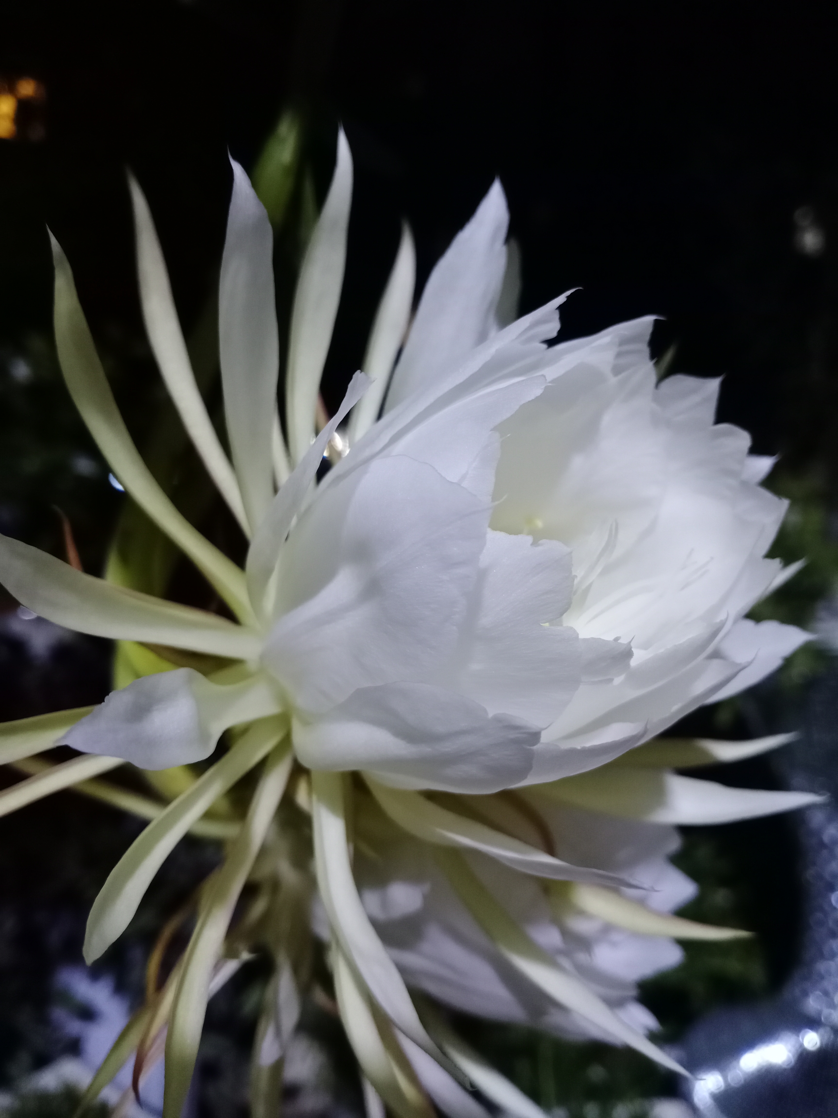 清角声高非易奏,          优昙花好不轻开.