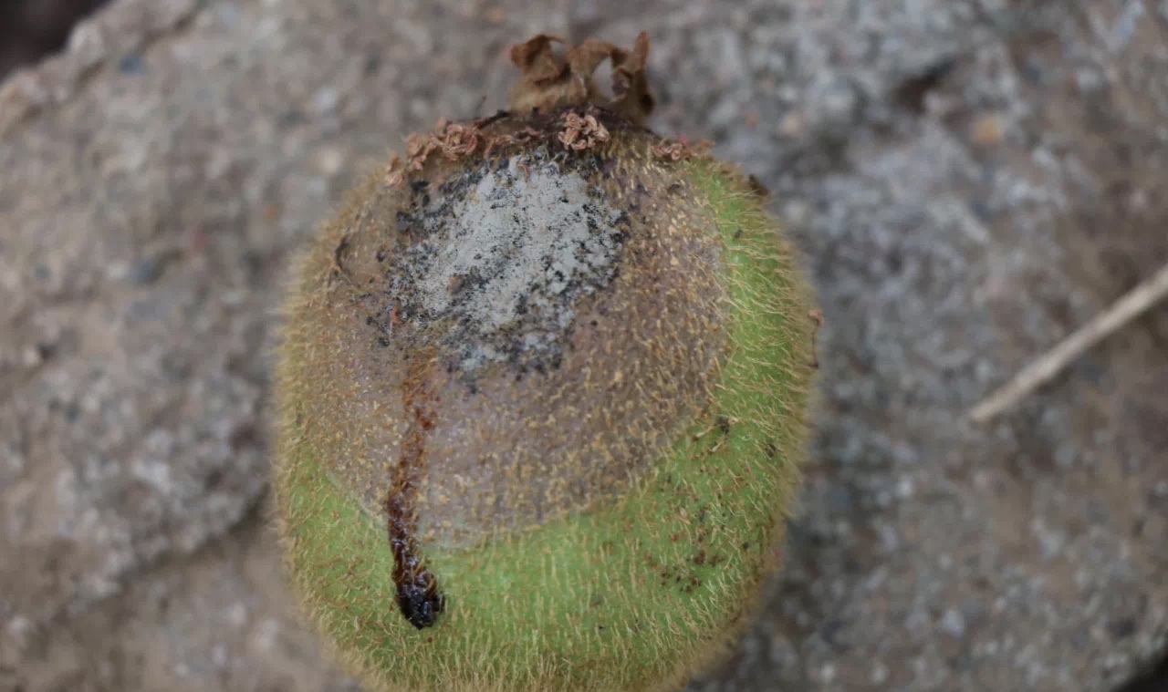 猕猴桃灰霉病是一种严重的真菌病害,从春季展叶现蕾开始一直危害至