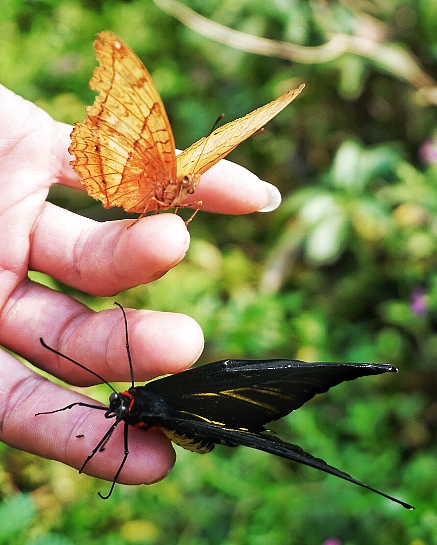 【原创首发】蝴蝶迷