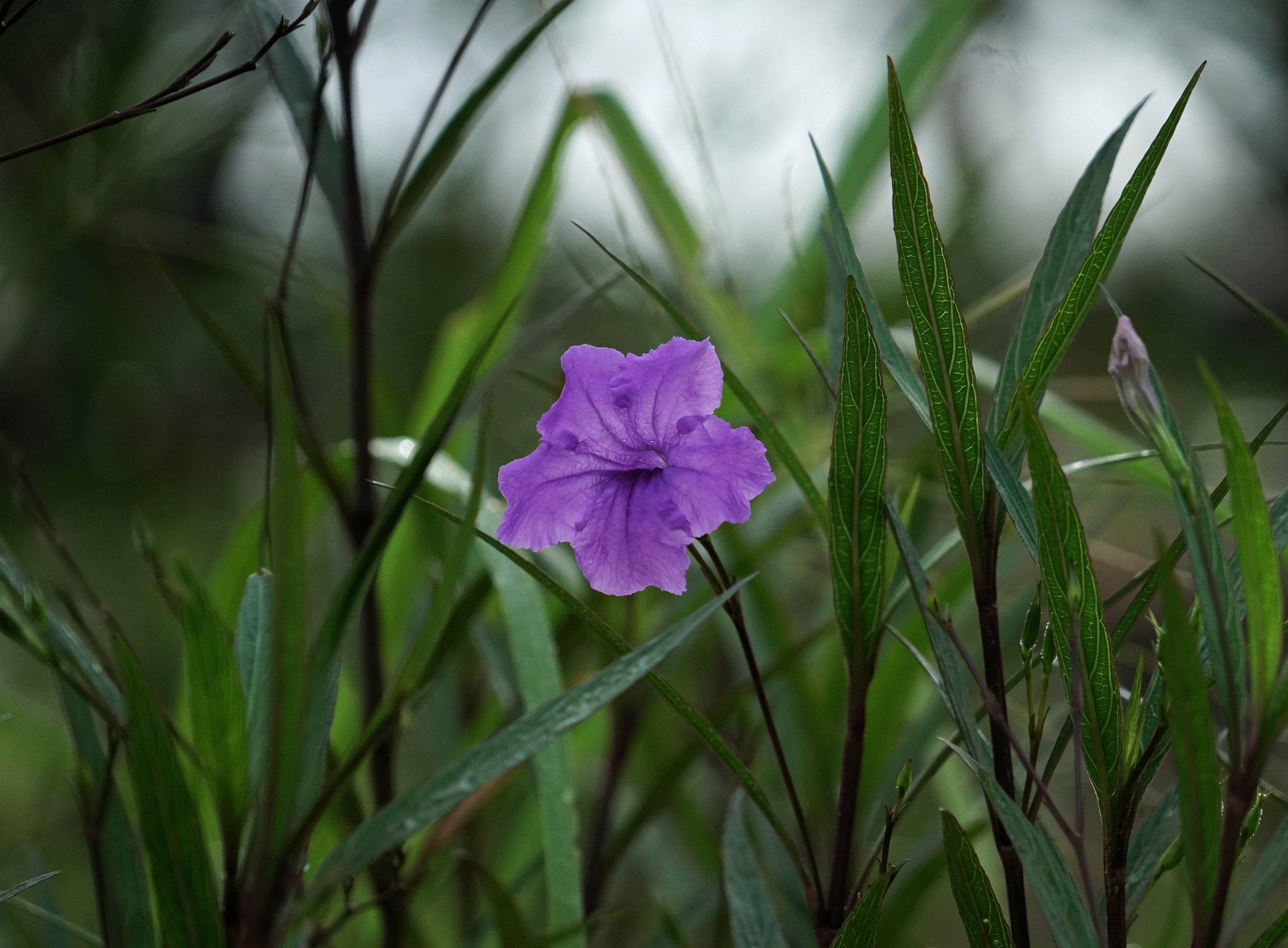 外柔内刚翠芦莉