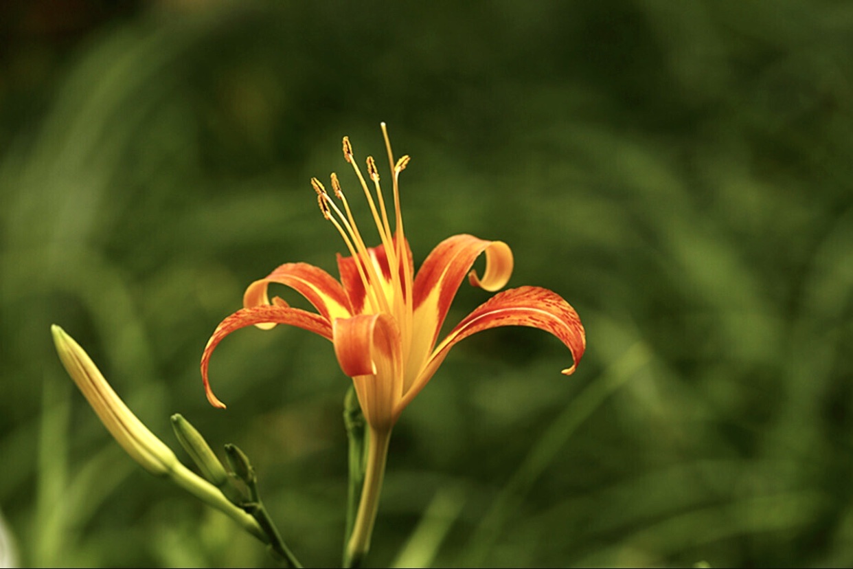 【首發】萱草花