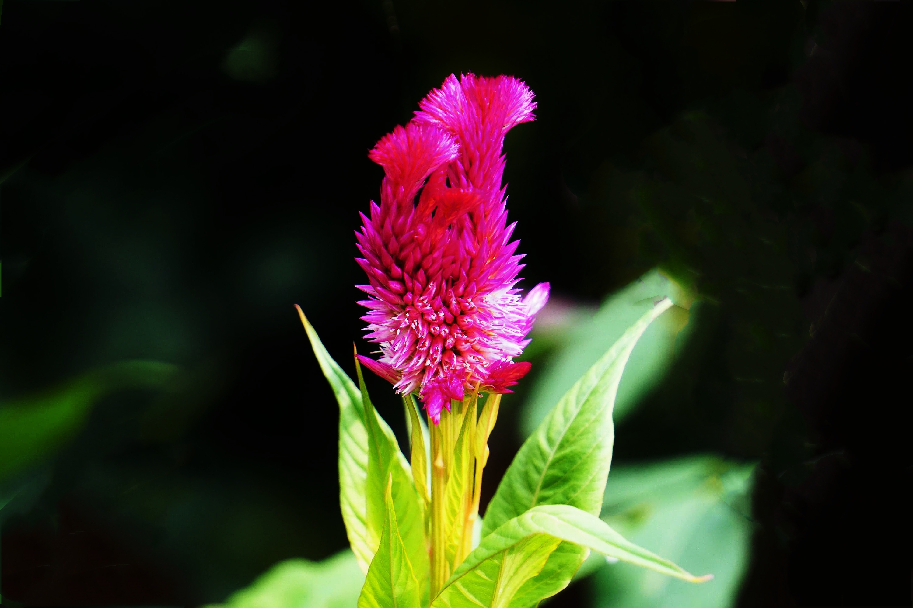 小雨初晴后 鸡冠早放花