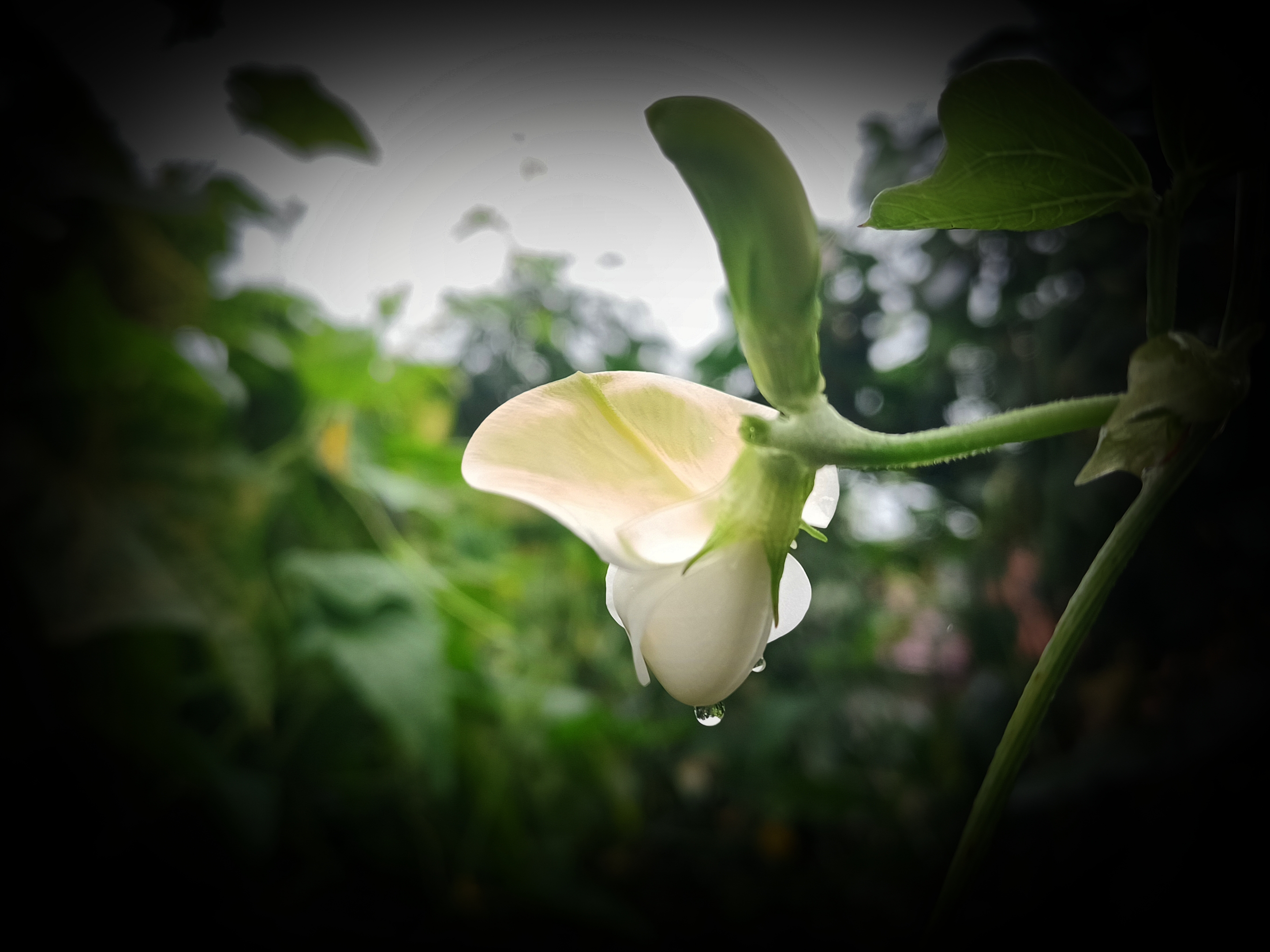 秋雨纷落 敲打着窗棂 冷风徐徐 透过单薄衣裙 浸湿了我的心 又是一年