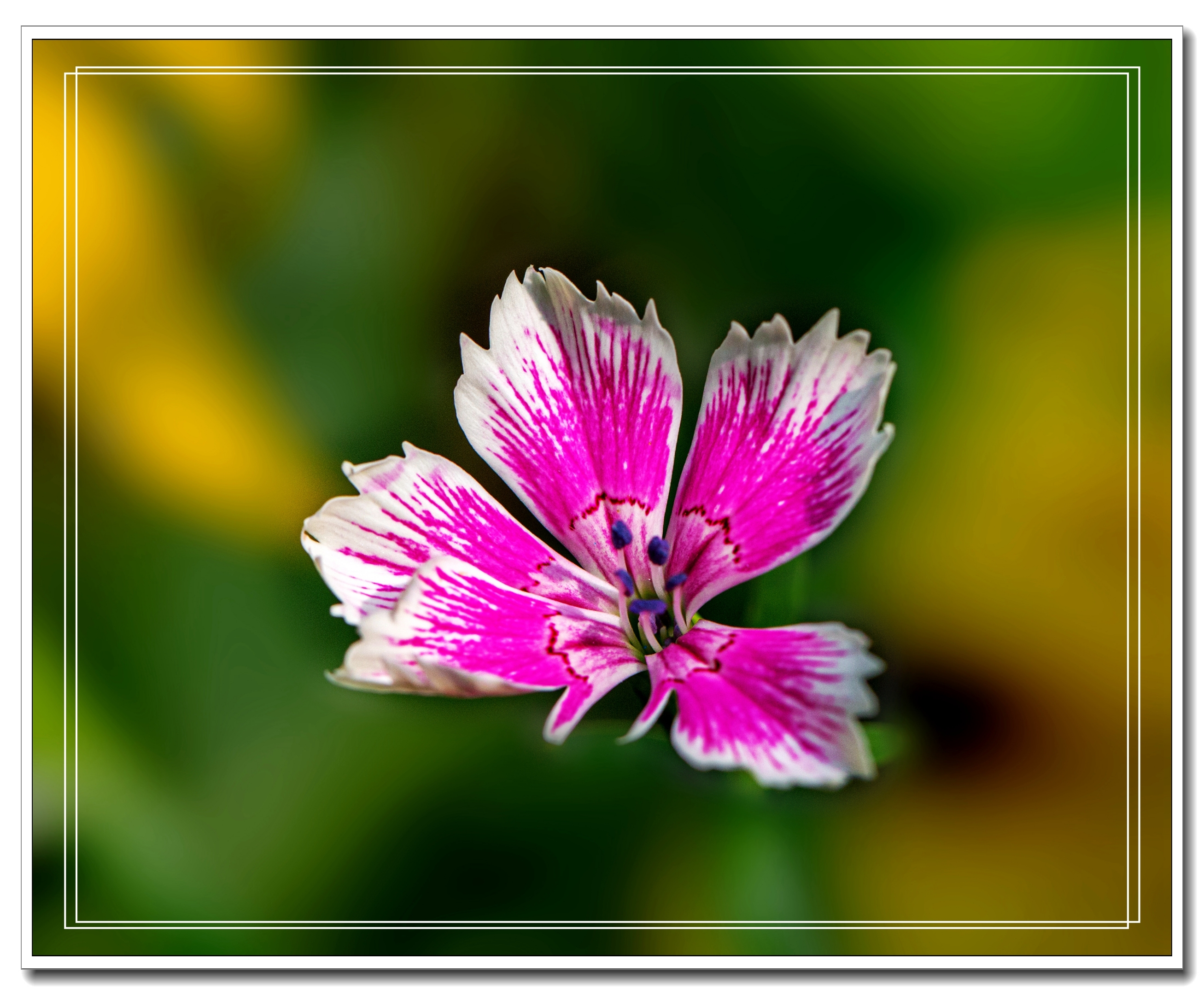 (首发)五彩石竹