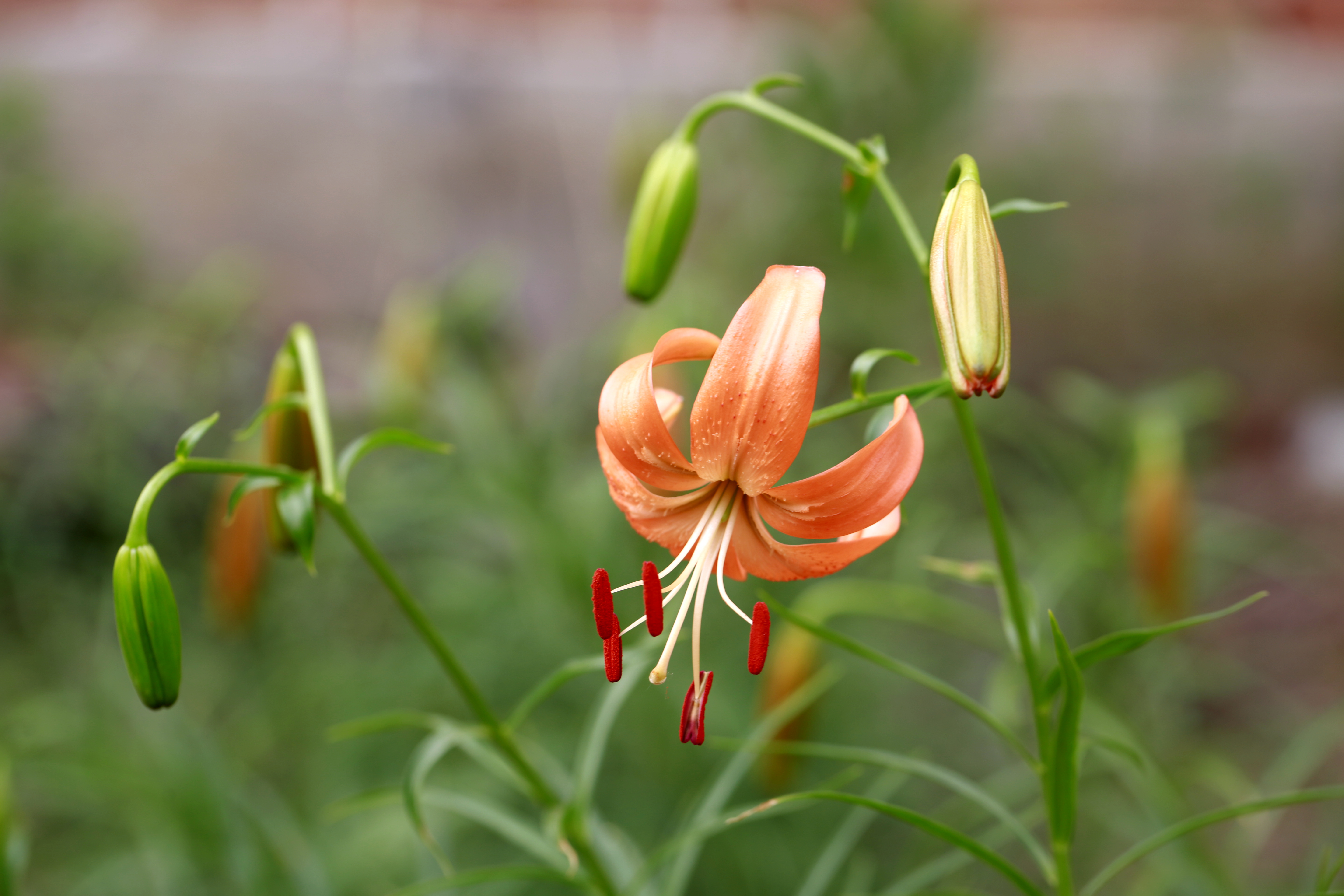 百合花