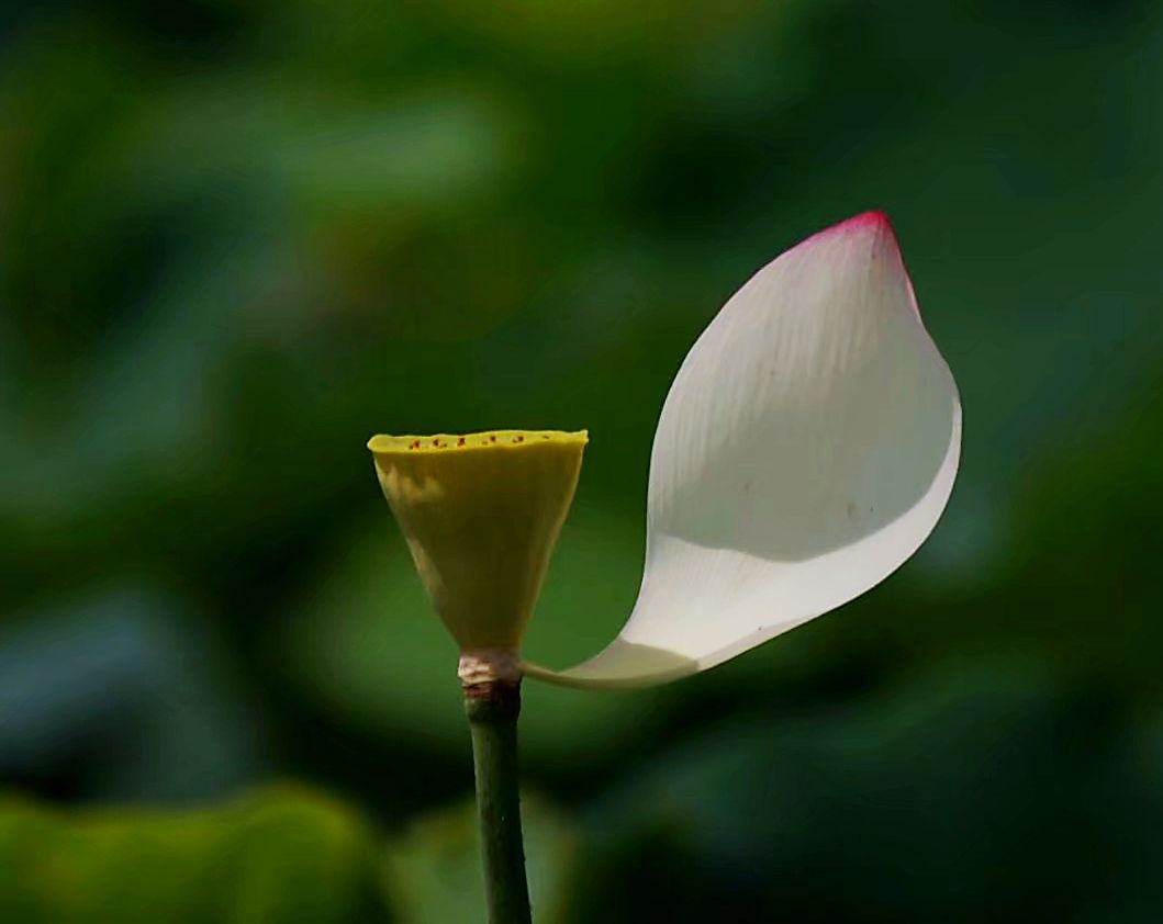 莲在园艺学上被分为花莲,子莲和藕莲.