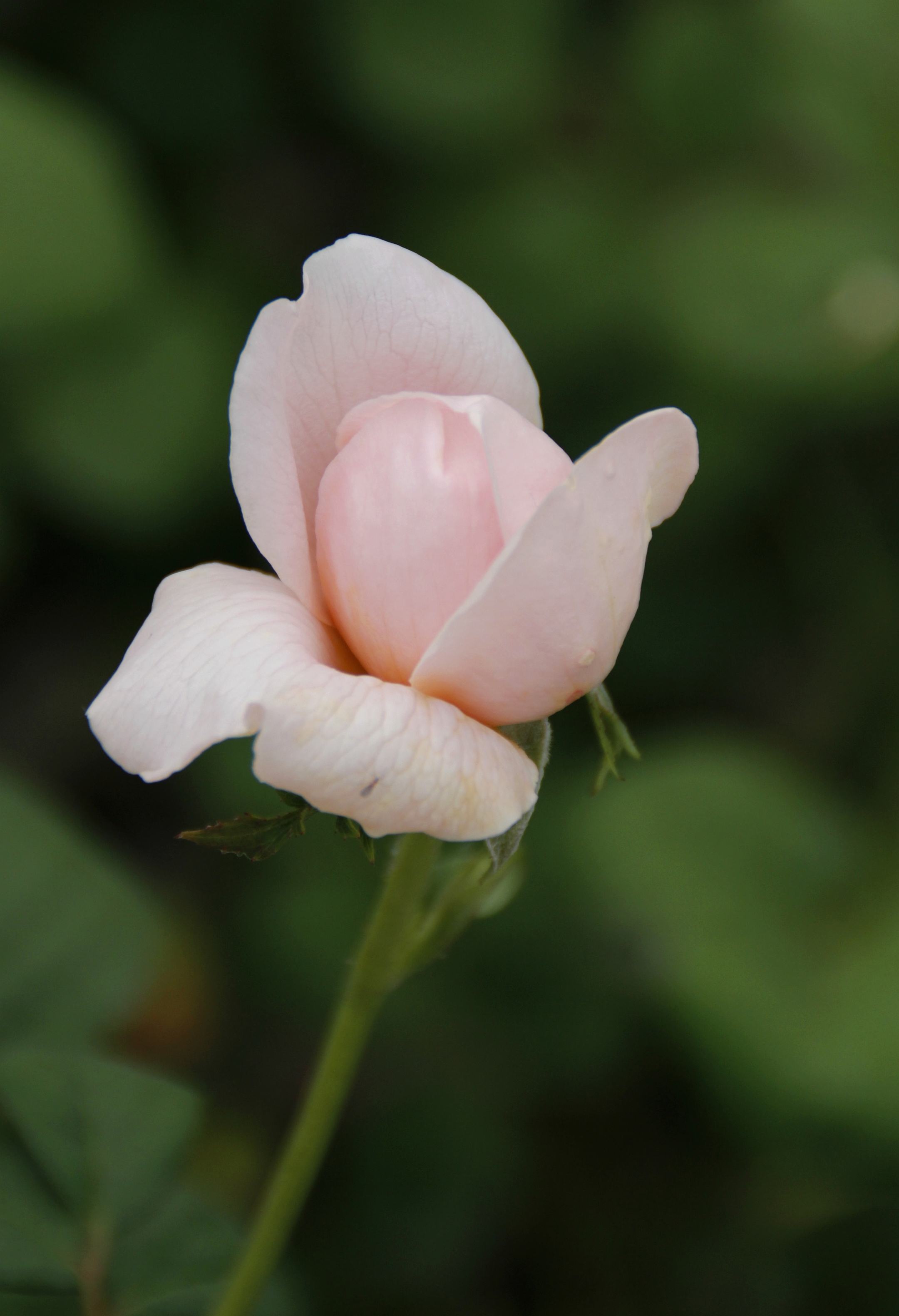 【首发】白粉色月季花②