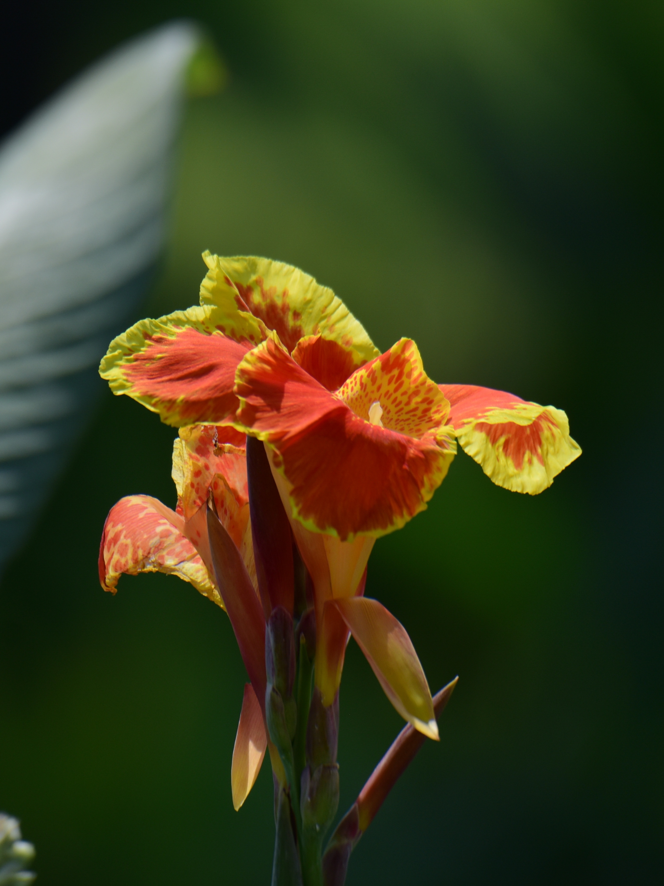 摄时:今夏 摄地:植物园 花种:双色鸳鸯美人蕉