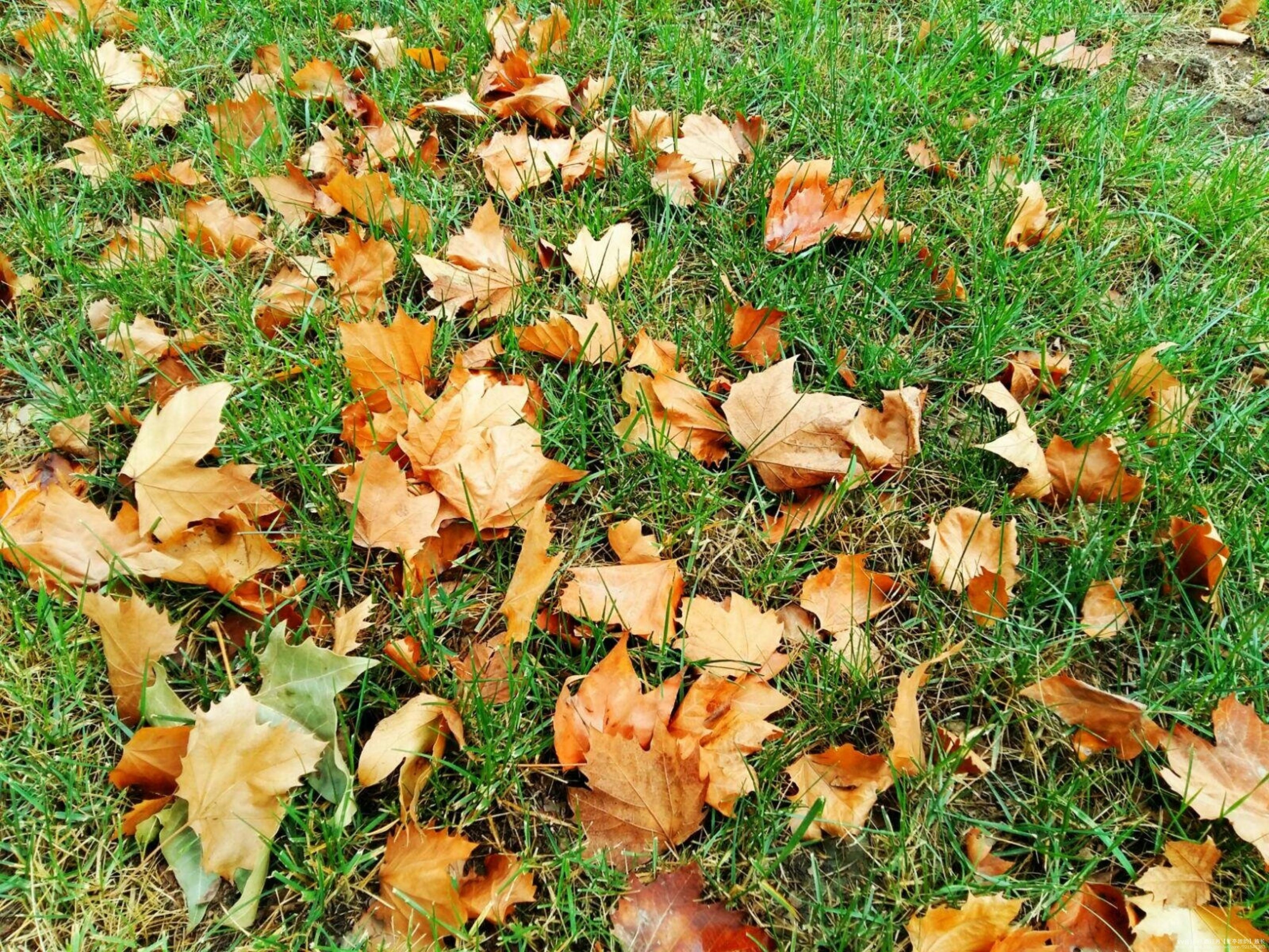 《五更桐叶敲秋韵》vv首发