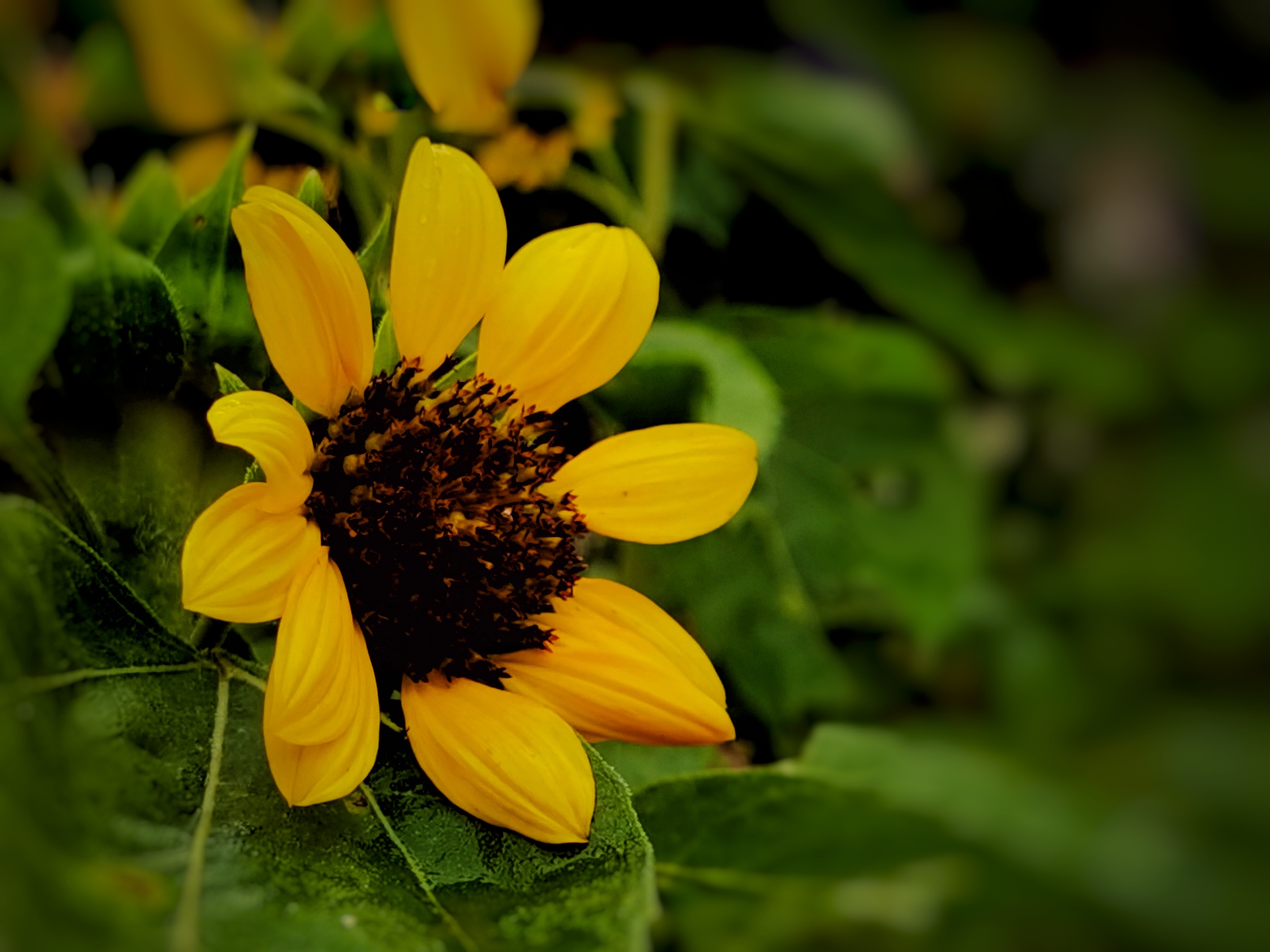 【首发】向阳开的向日葵