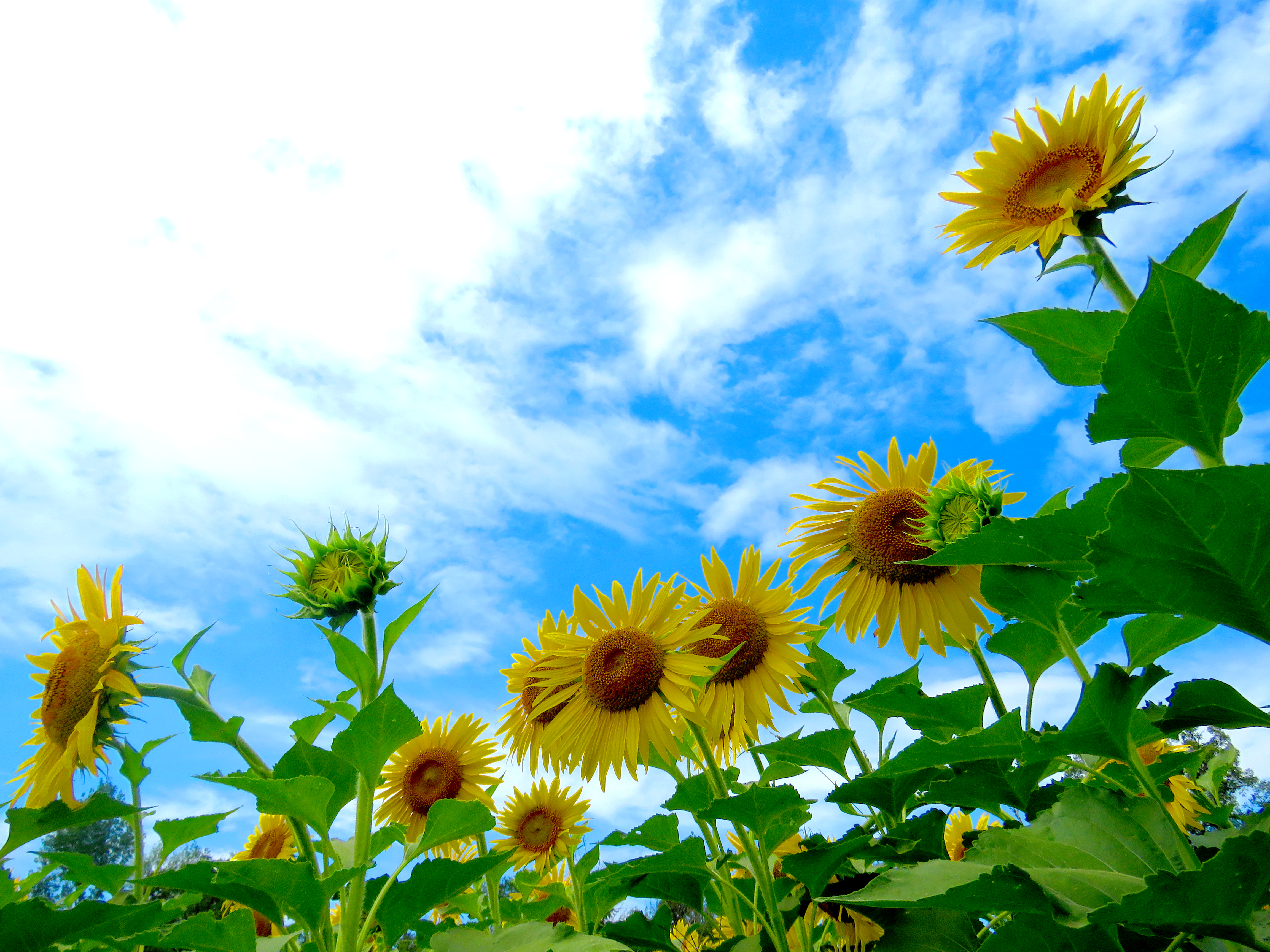 蓝天白云向阳花