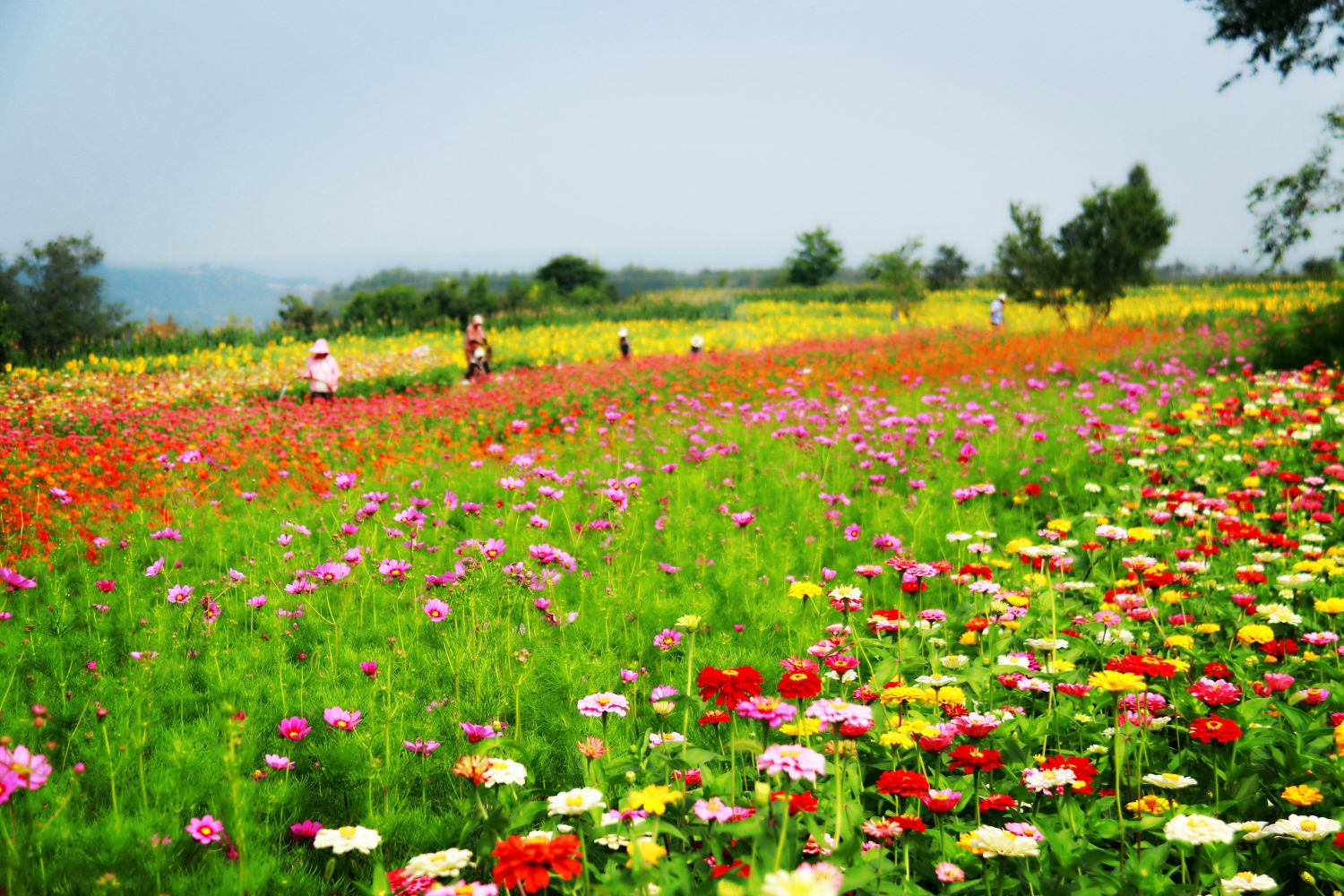 甘山果香浪漫花海