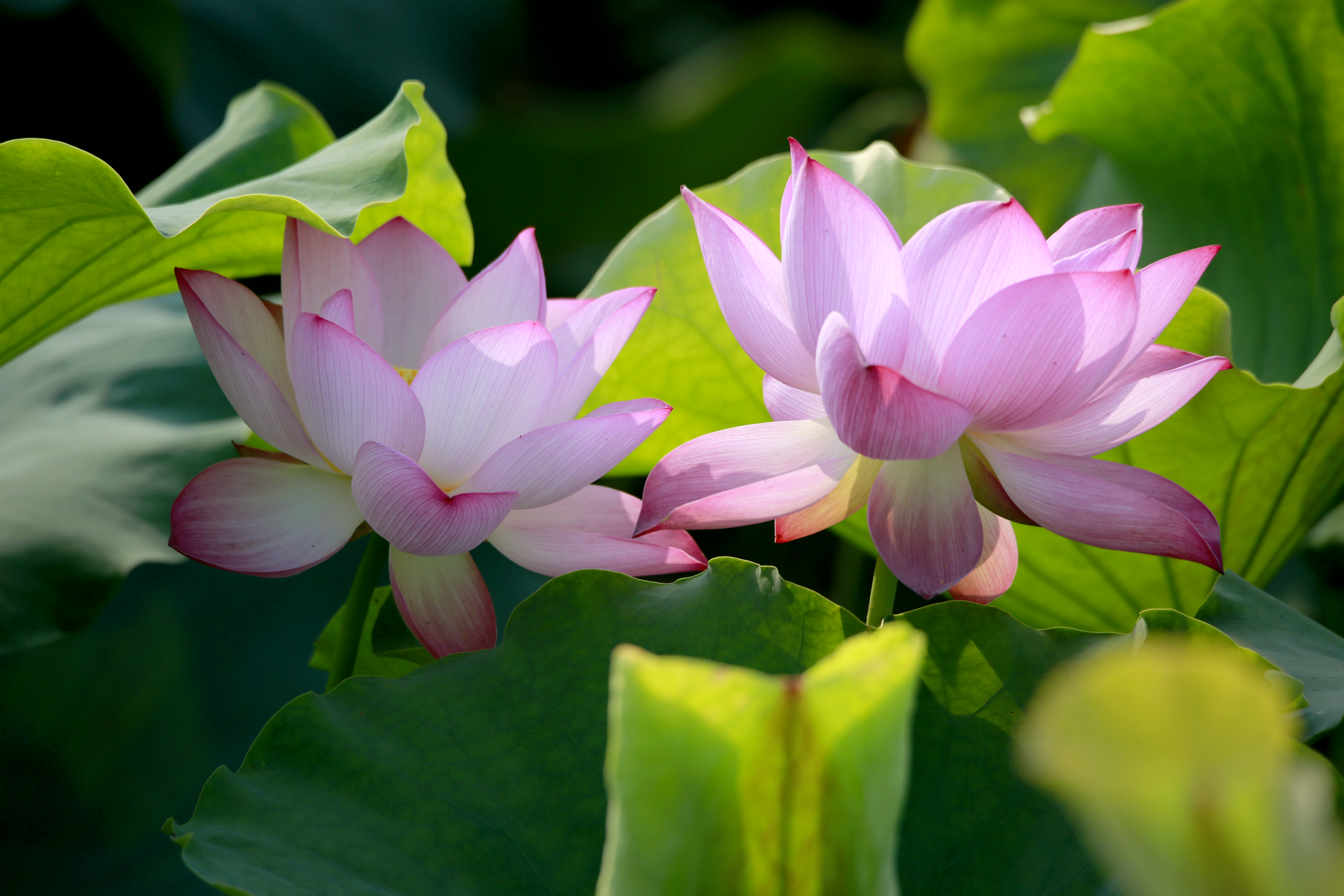 荷香沁沏金色秋