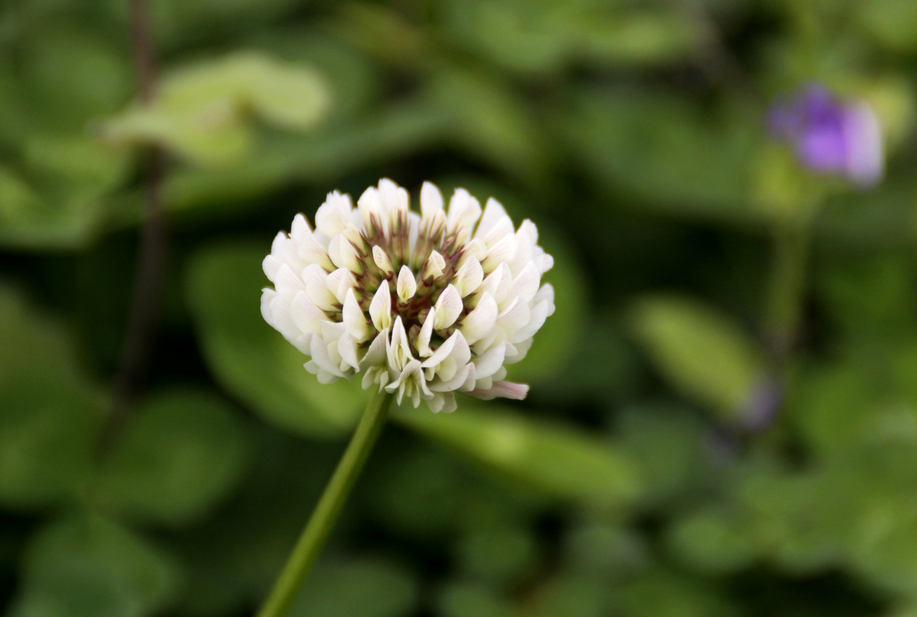 【首发】白花车轴草