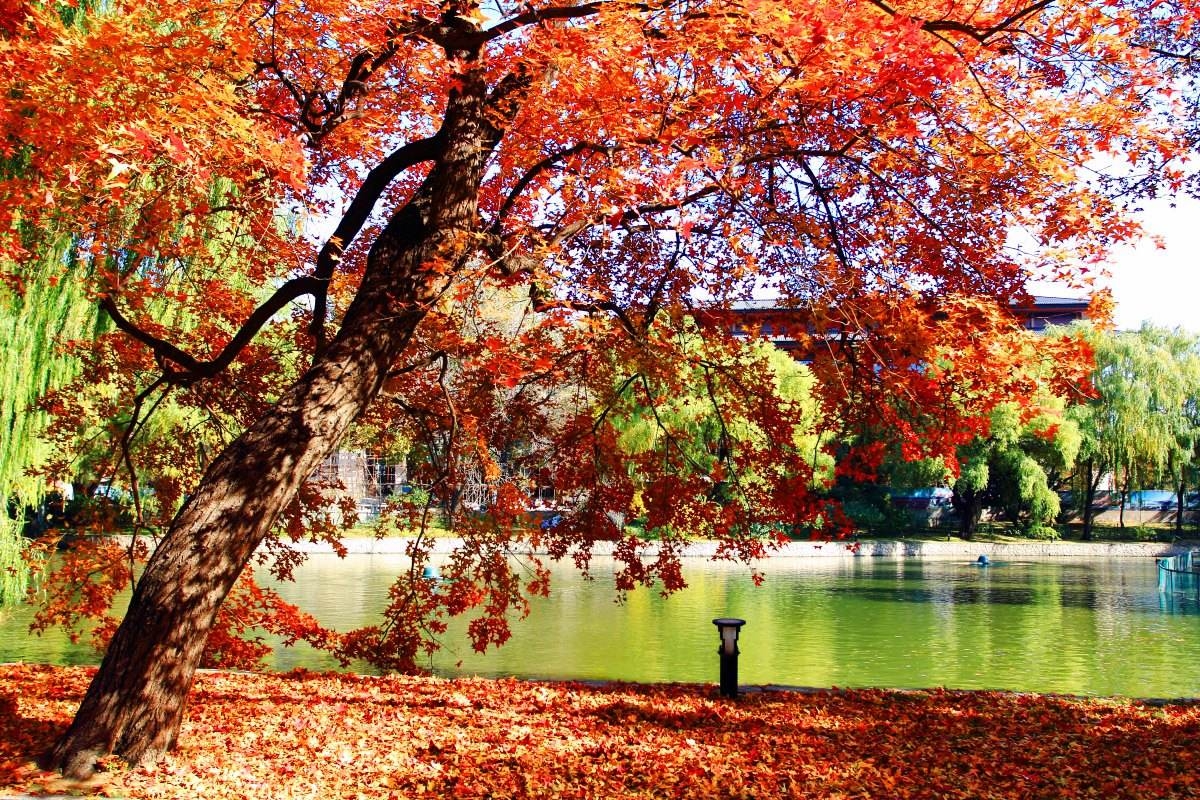 悼念一棵枫树节选作者牛汉诵读紫色的风