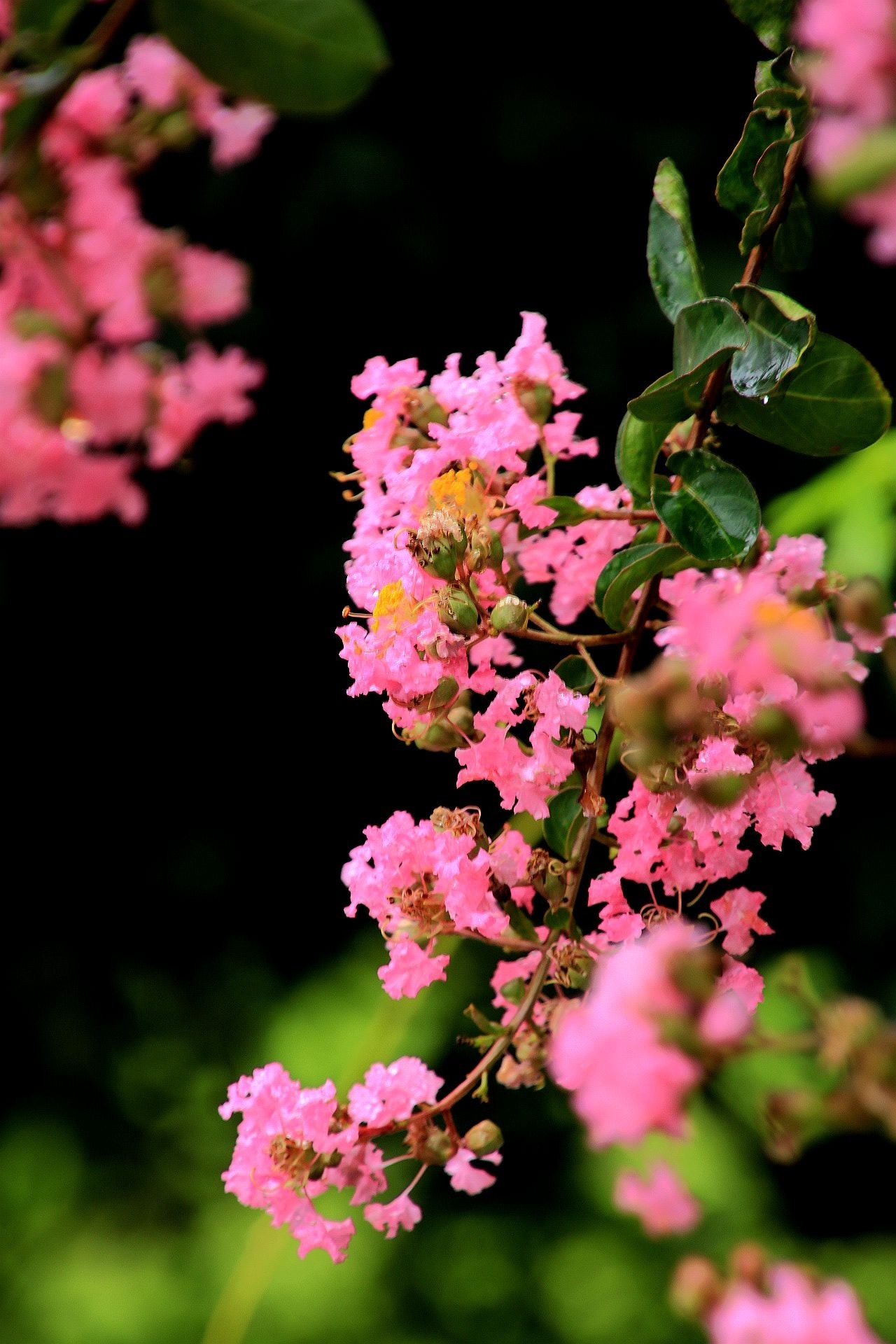 庭院菁菁紫薇朱槿花残阳61紫薇花篇