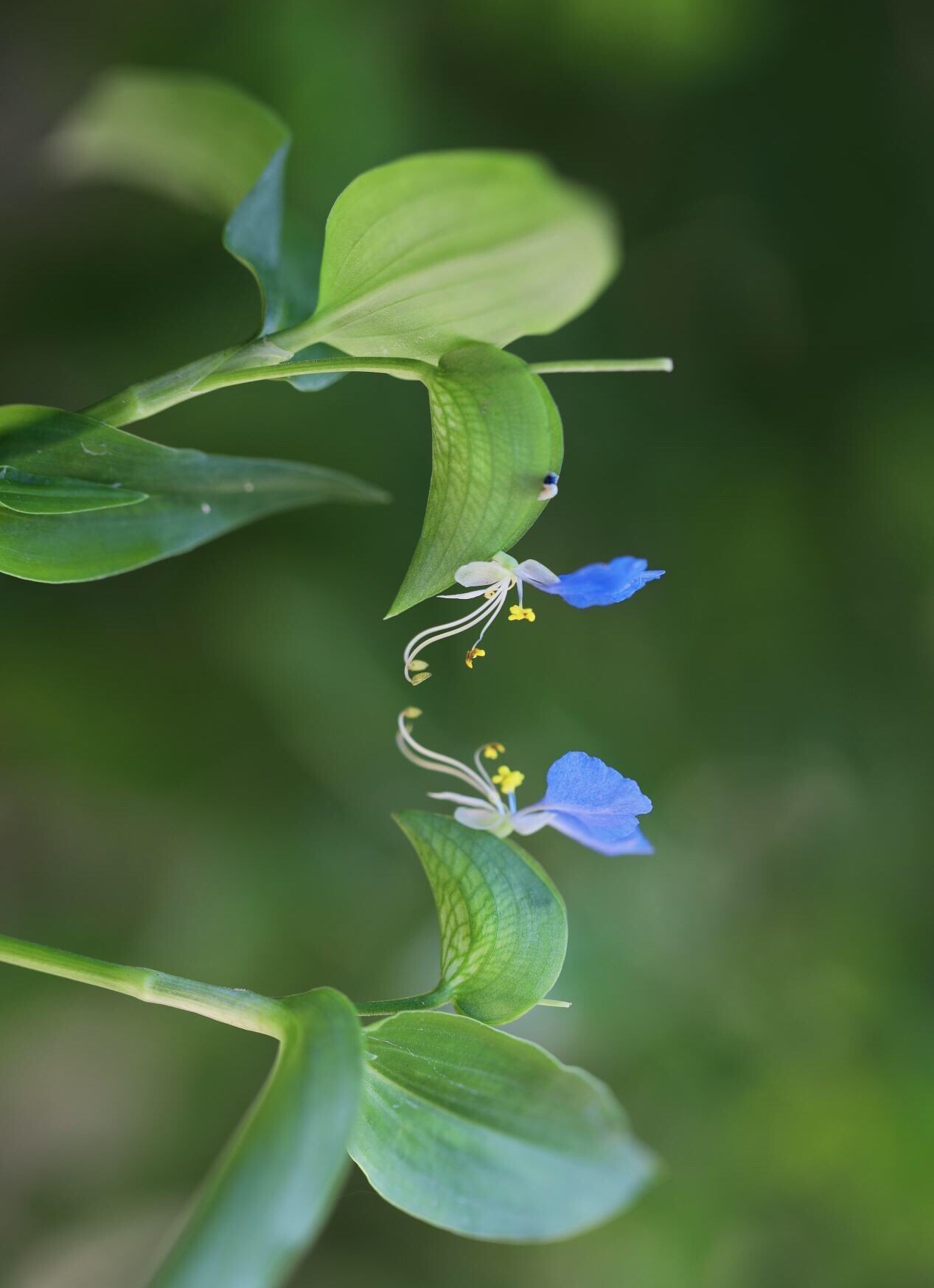 鸭跖草(翠蝴蝶)