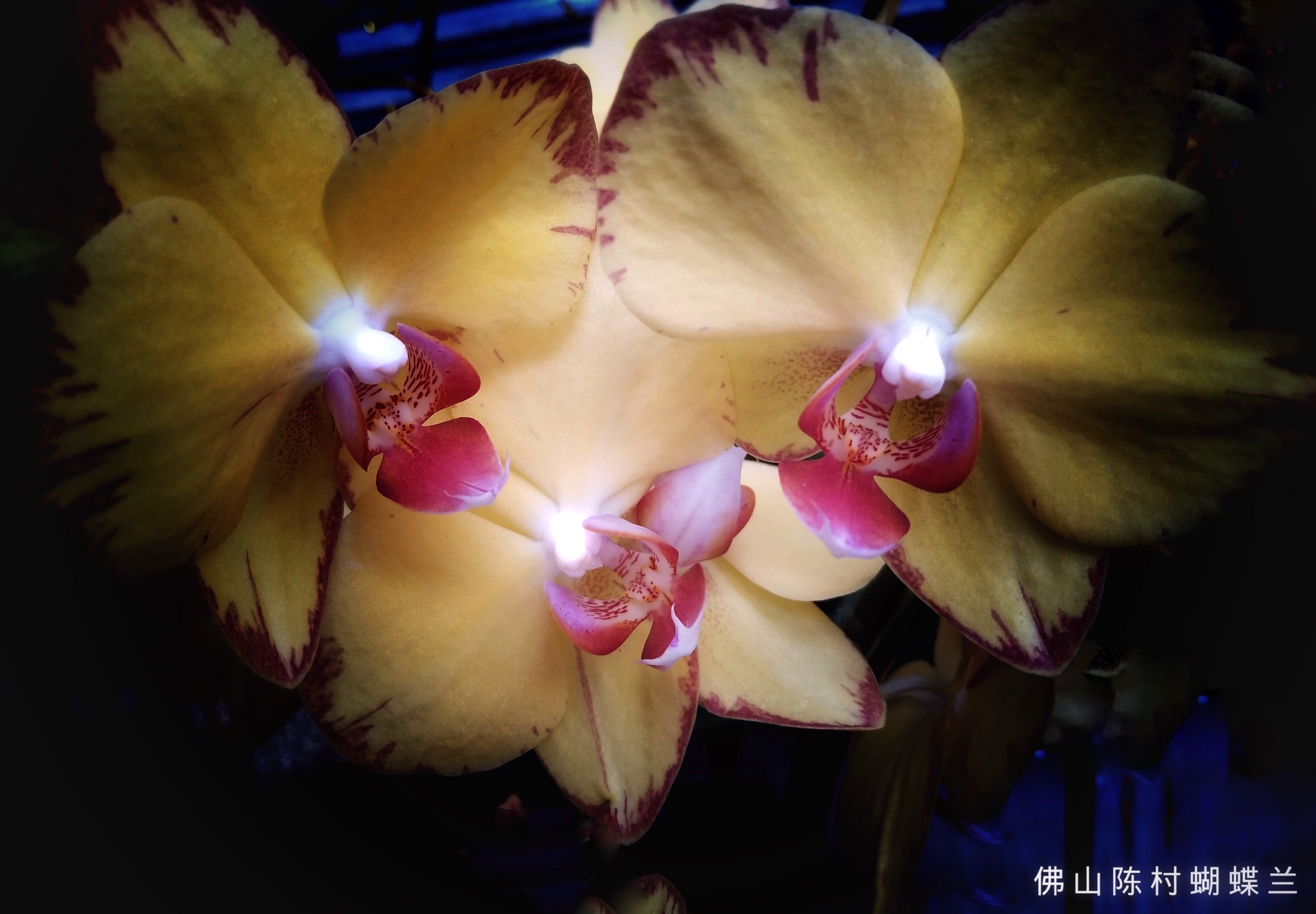 10.21.v篇,奇花异草,风光旖旎,(广州,前十年北京)