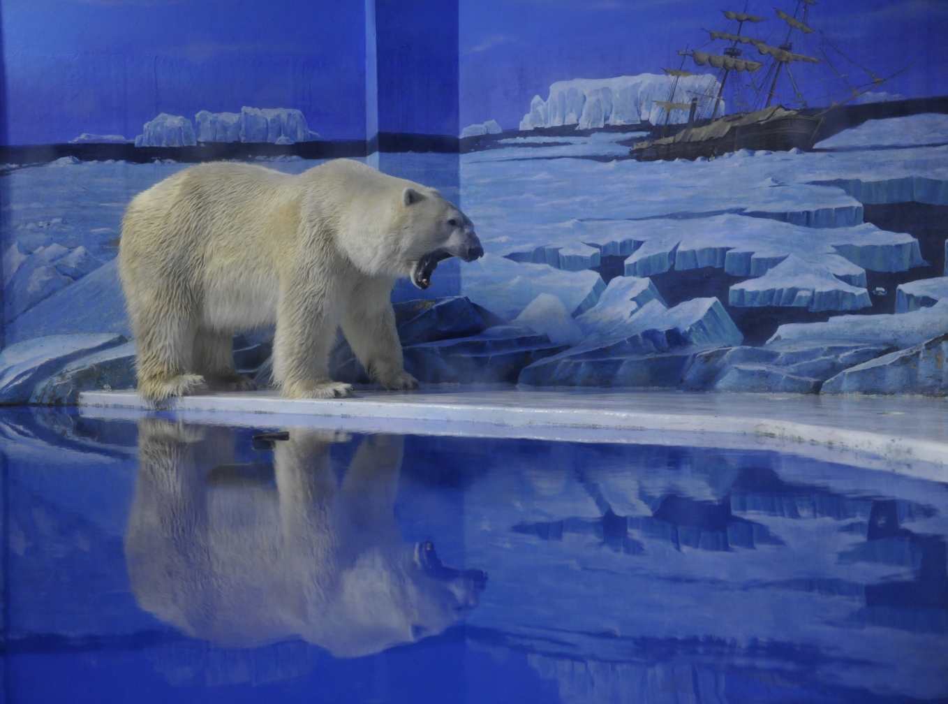 哈爾濱極地館世界著名極地動物大咖秀