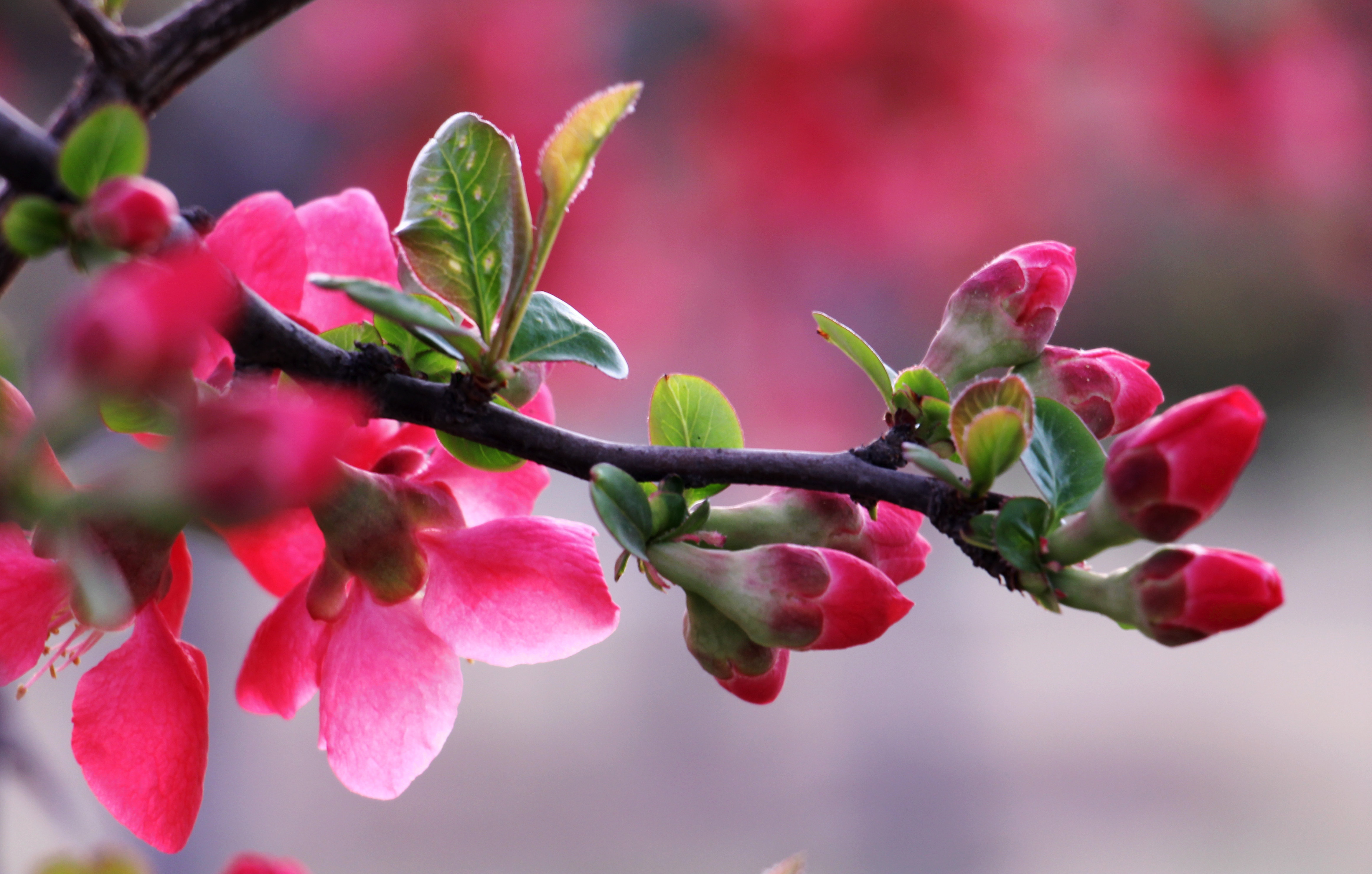 贴梗海棠花皱皮木瓜
