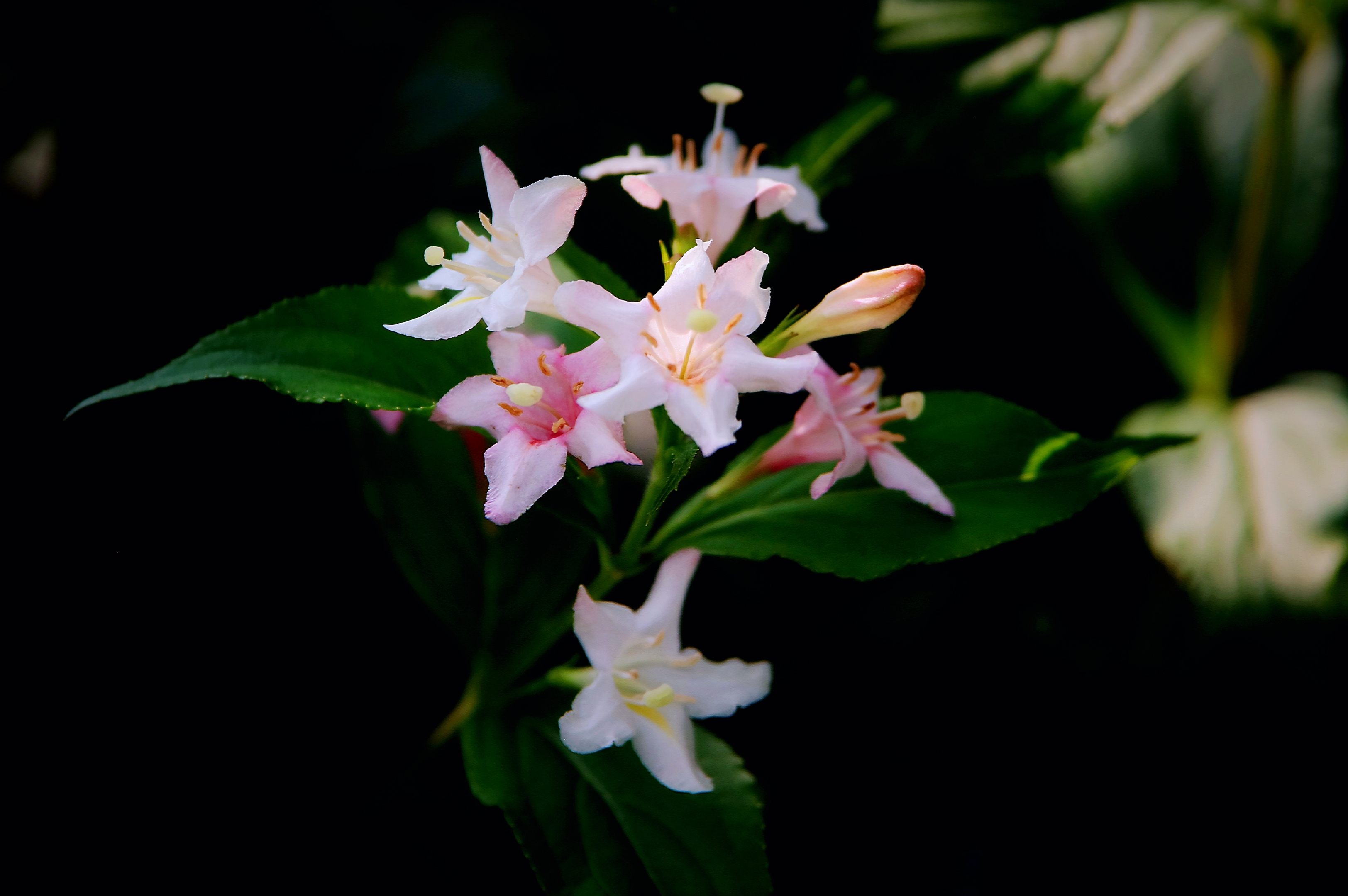 【首发】海仙花
