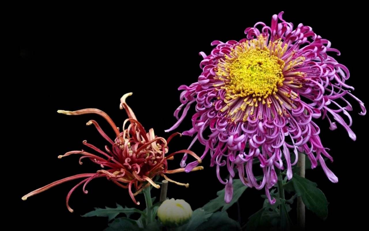 【首发】 寿客花开始觉秋