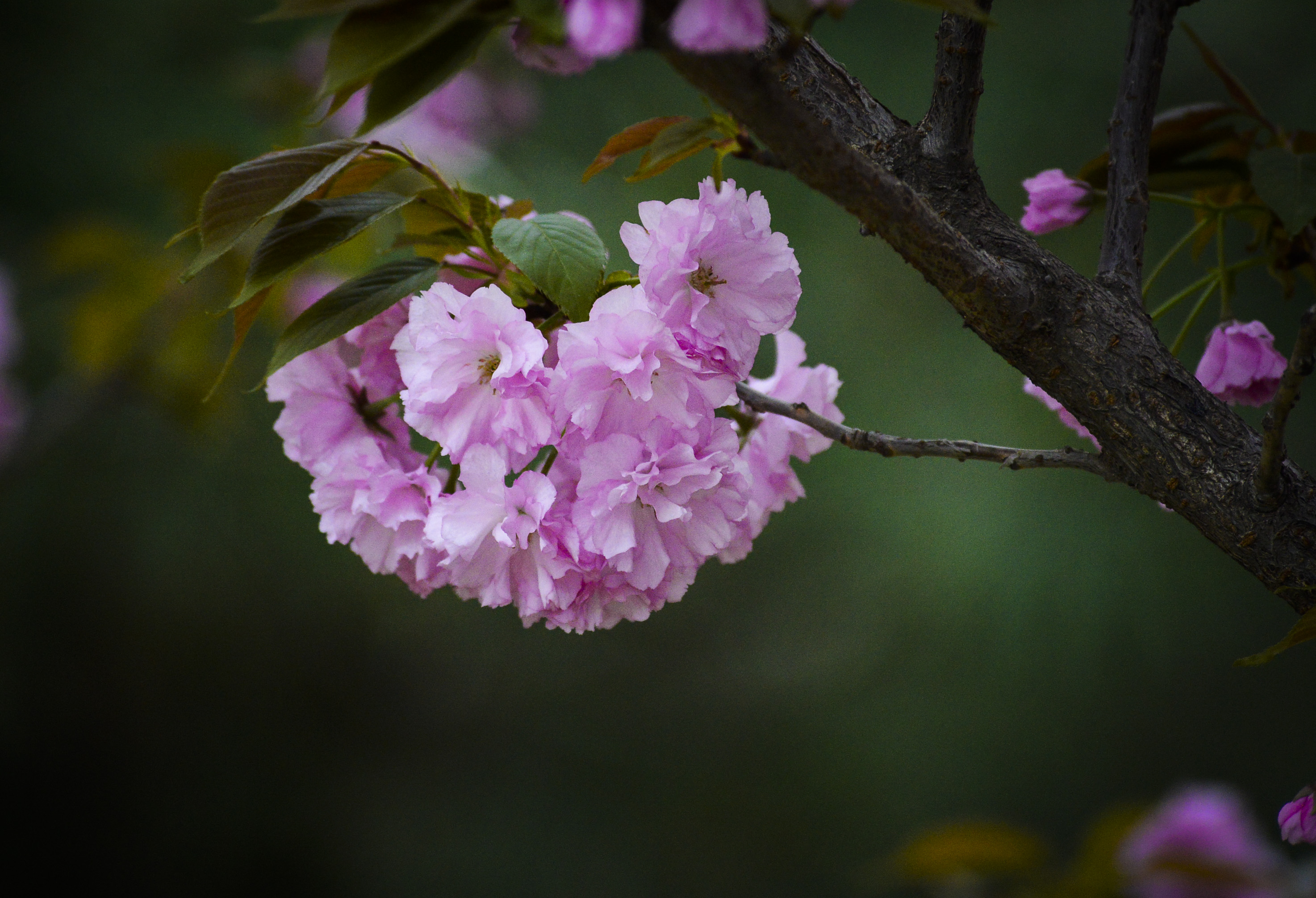 甘棠公园花卉齐放美爆春天