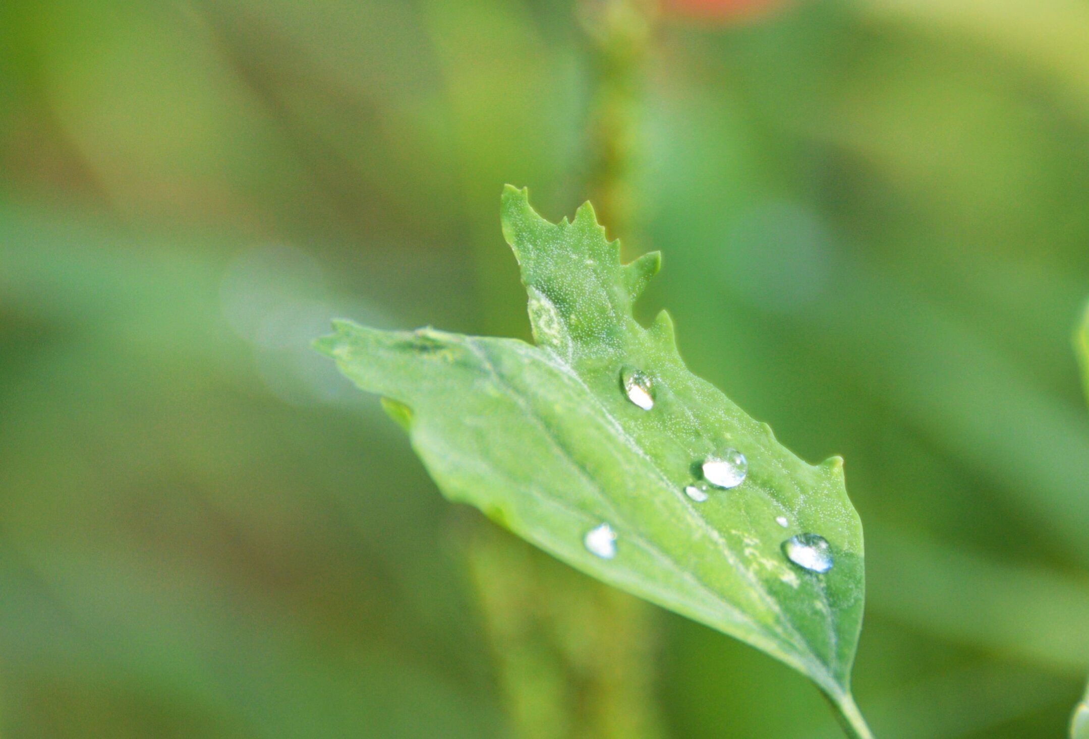 大自然清晨雨露图片图片