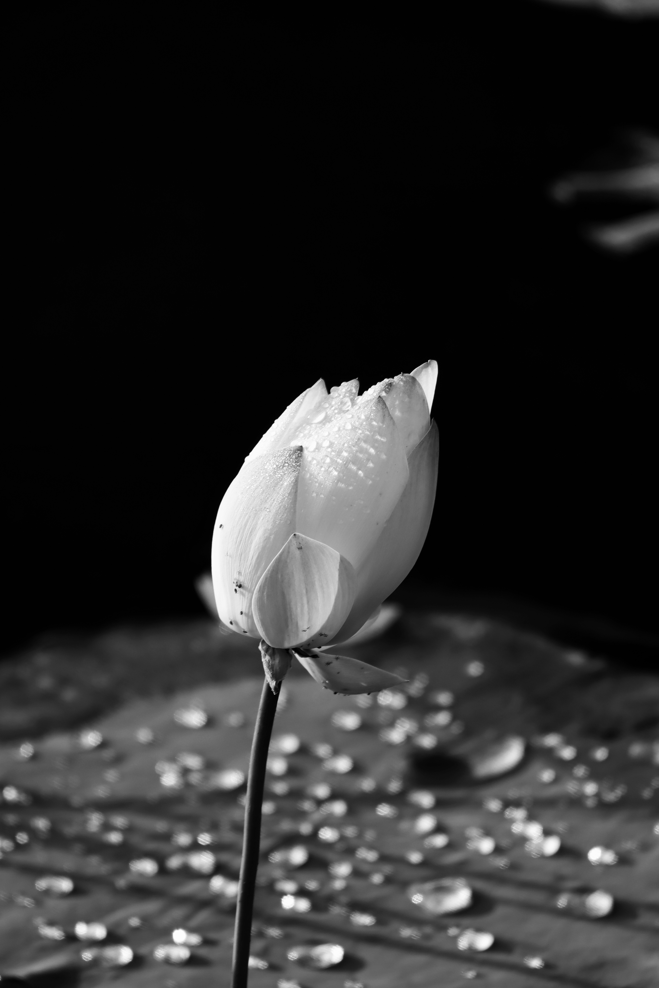 黑白照荷花《首友》