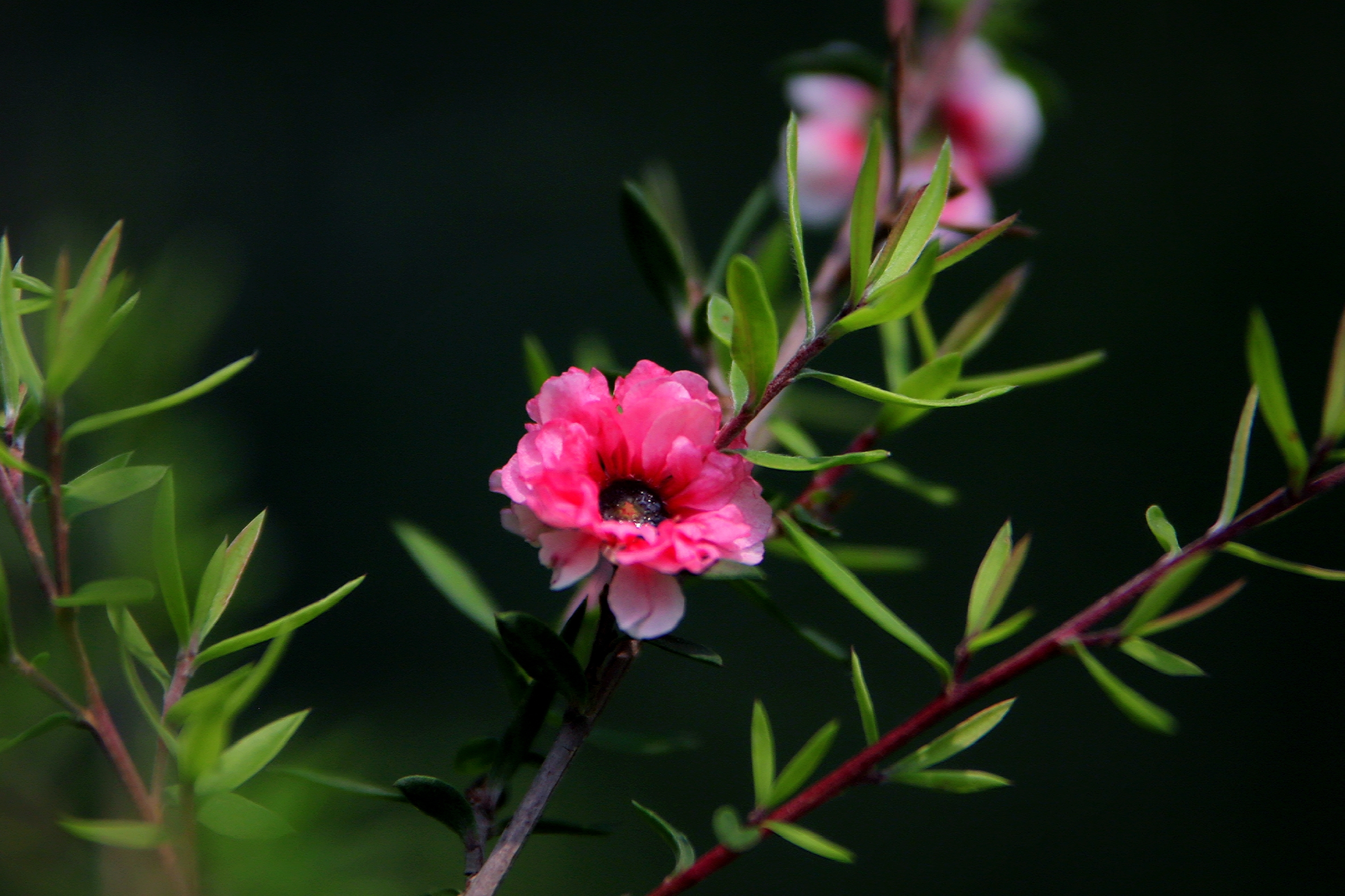 【首发】花开松红梅