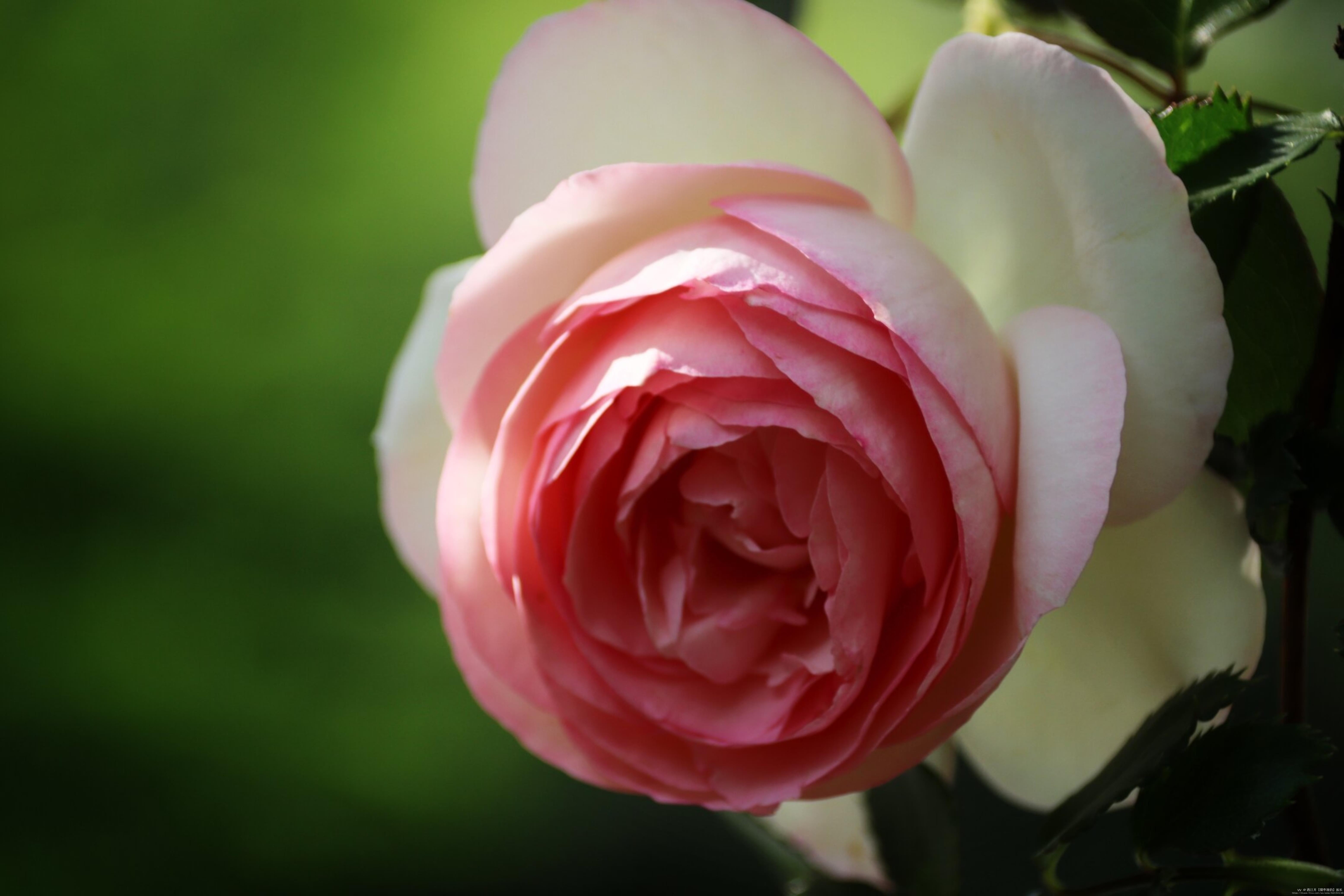 月季颂【首发】